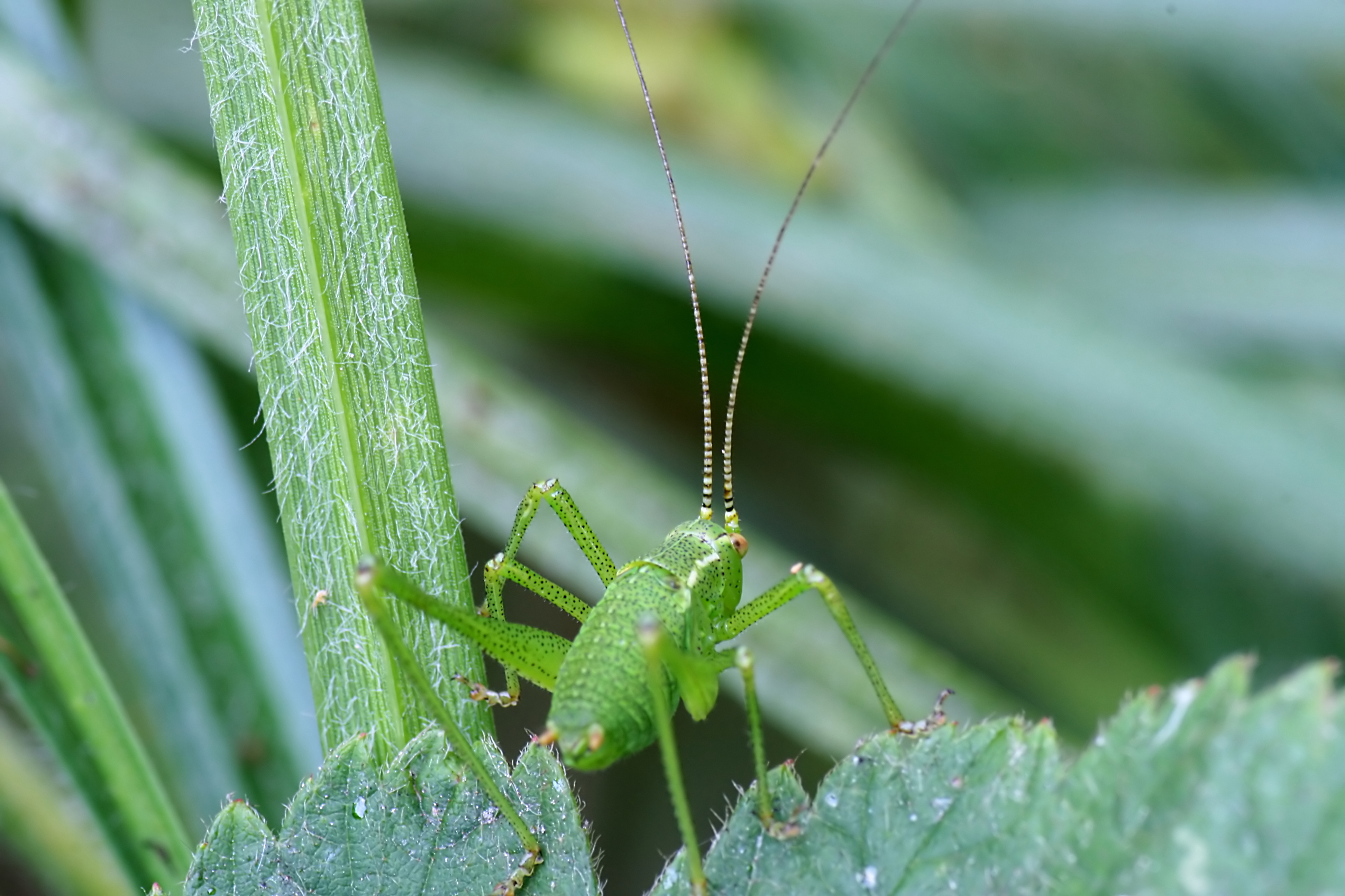 20080626192419.jpg