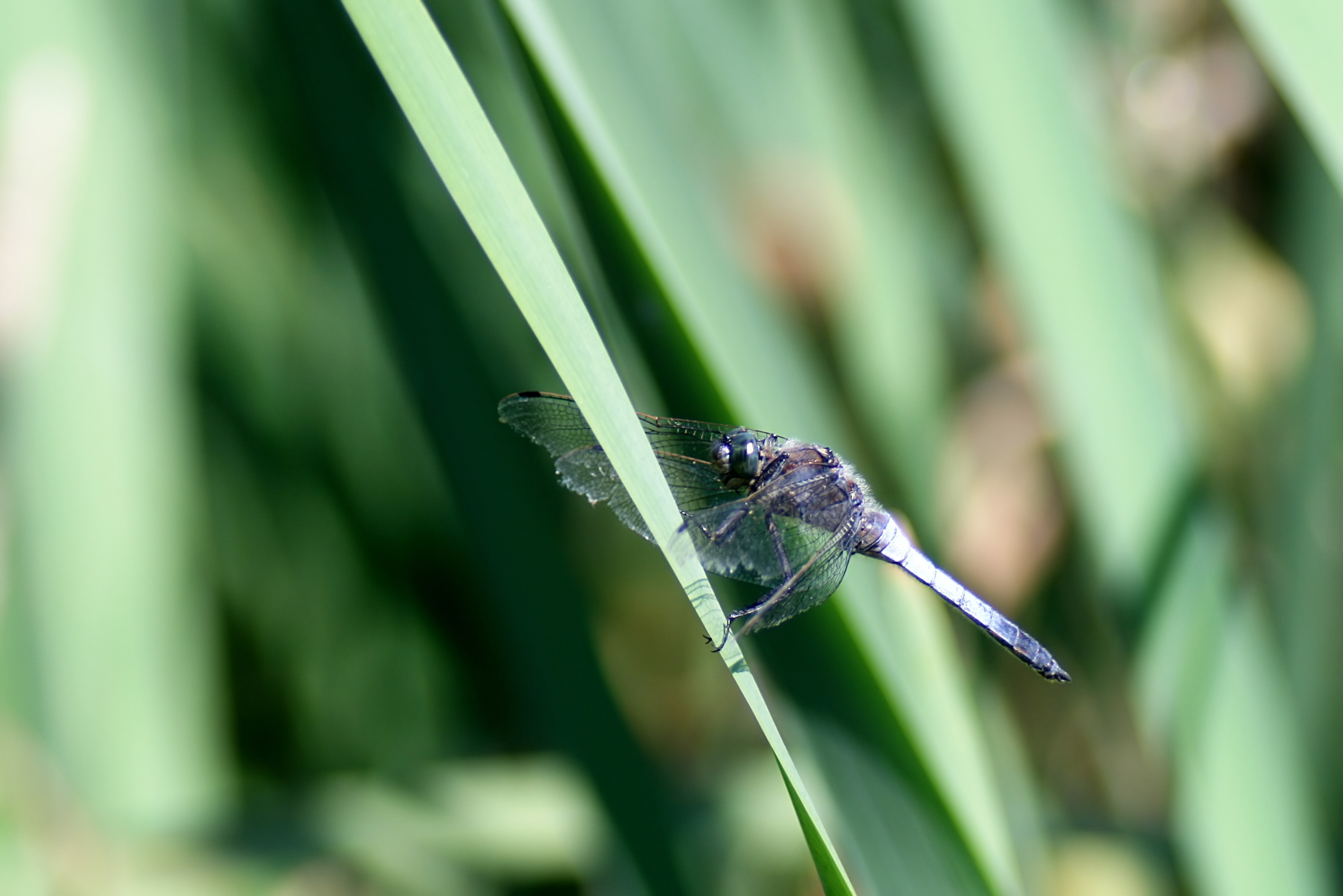 20080701165535.jpg