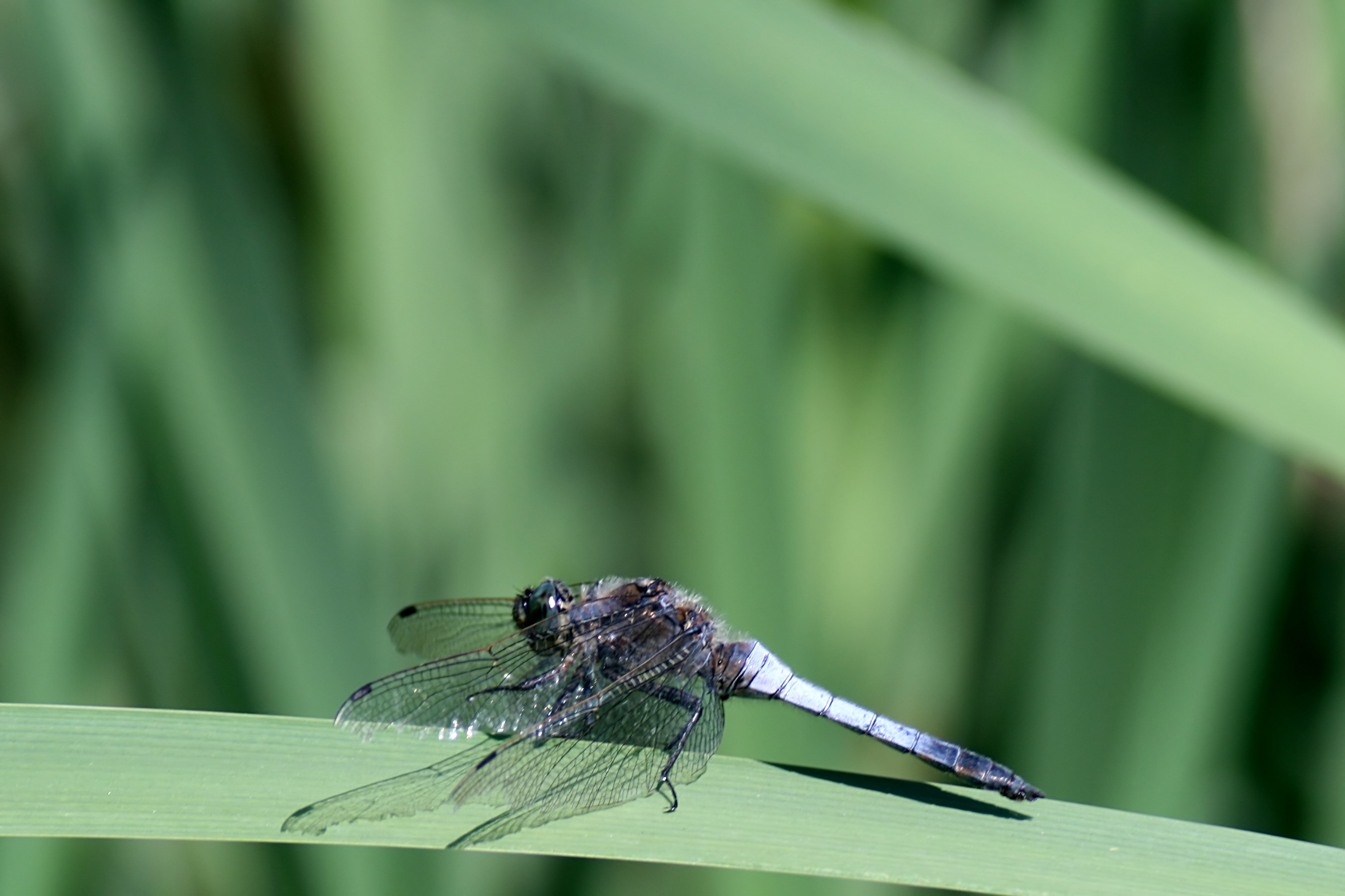 20080701170230.jpg