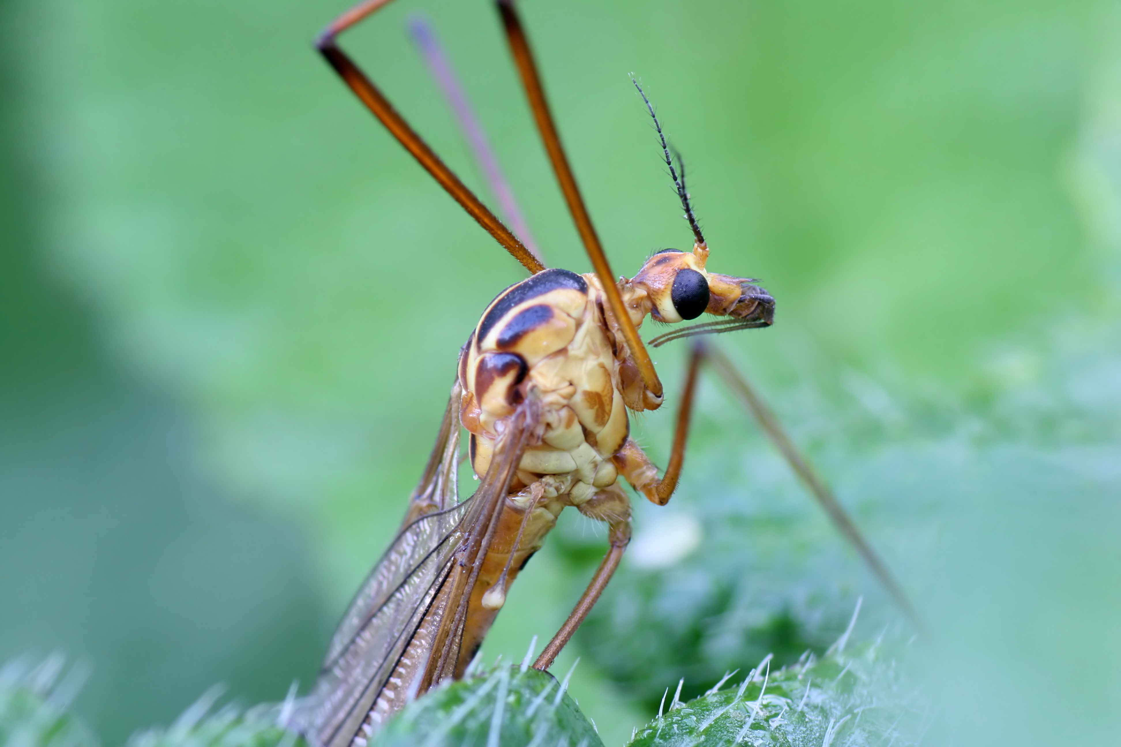 20080702060642.jpg