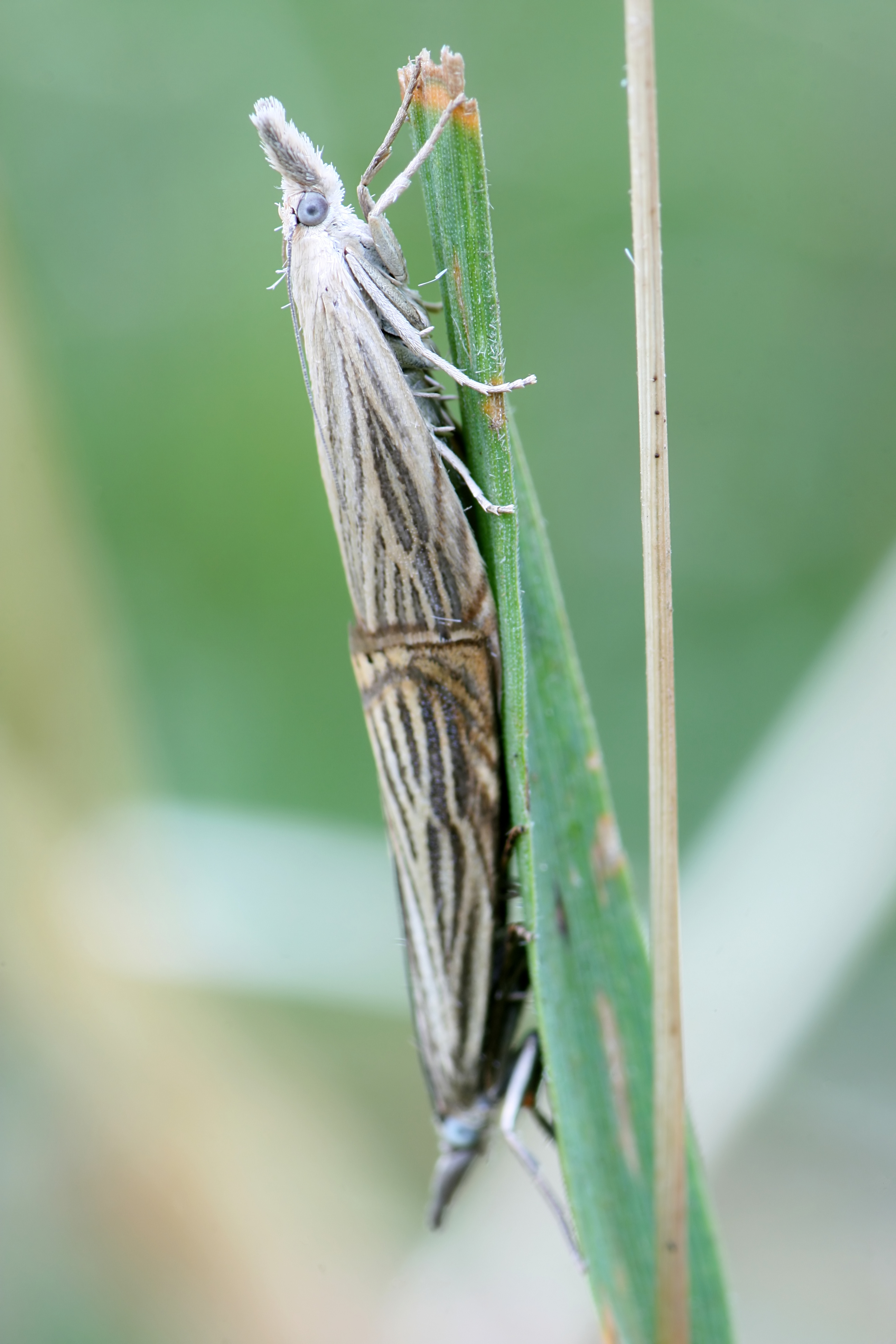 20080702061346.jpg