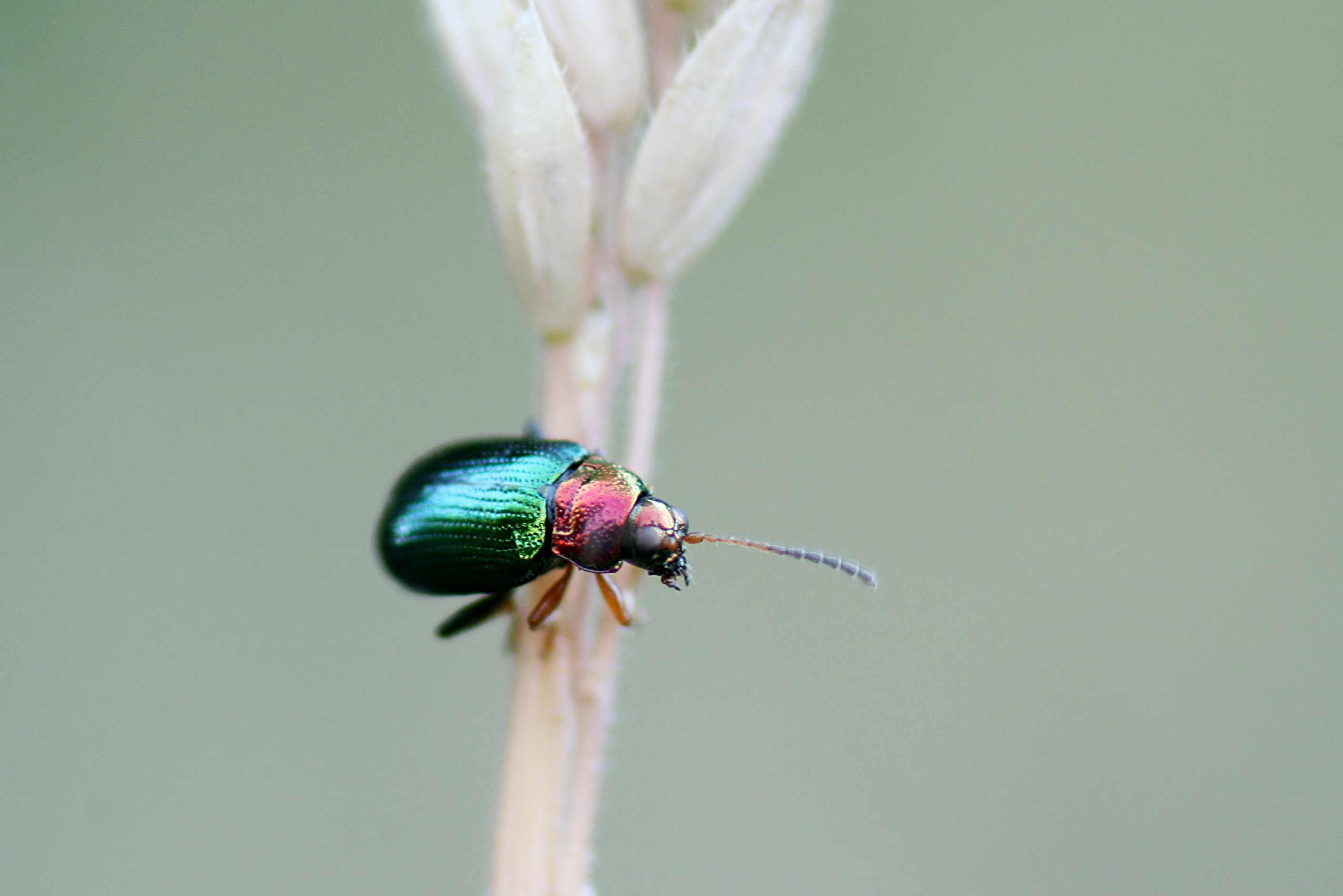 20080702063201.jpg