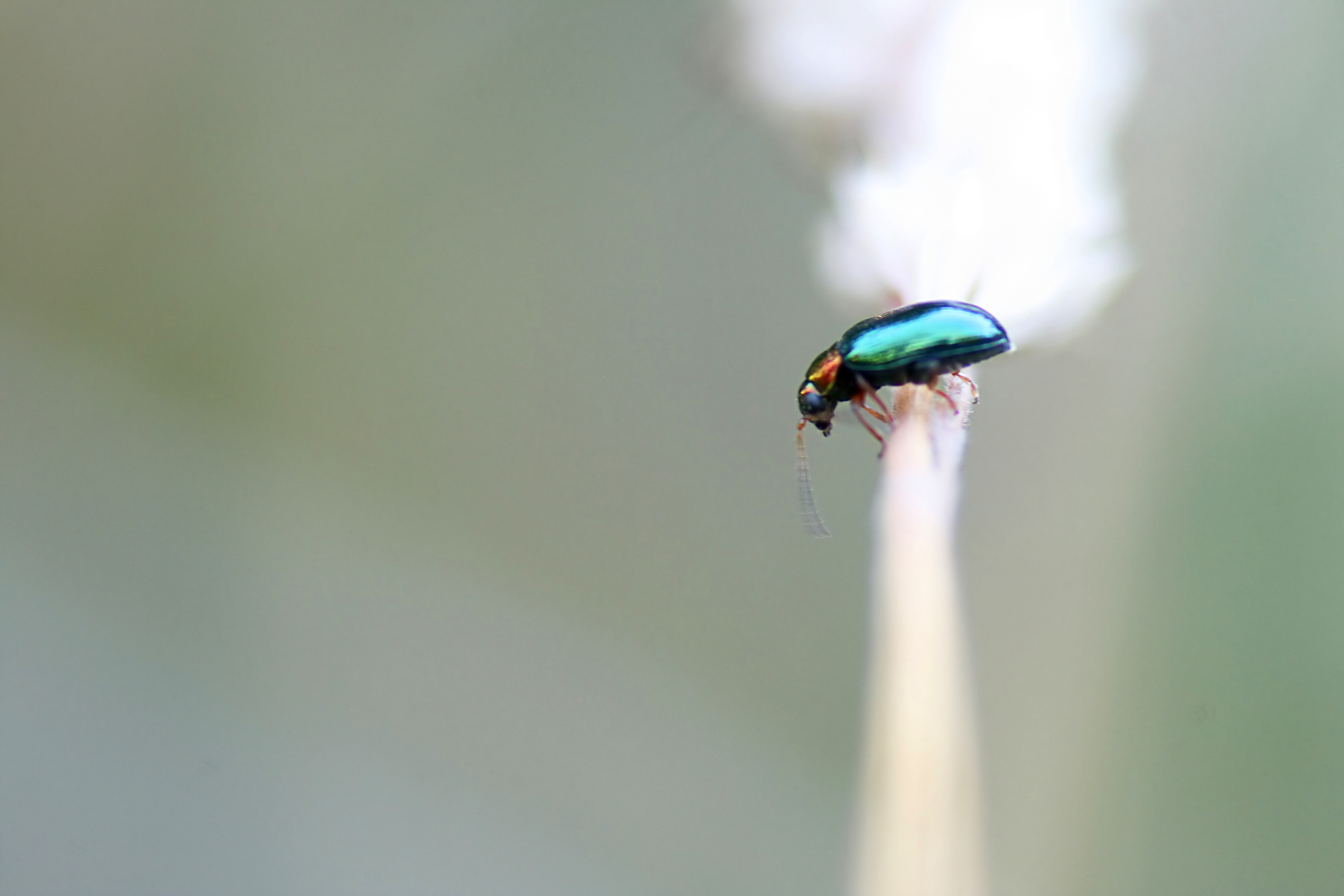 20080702063535.jpg