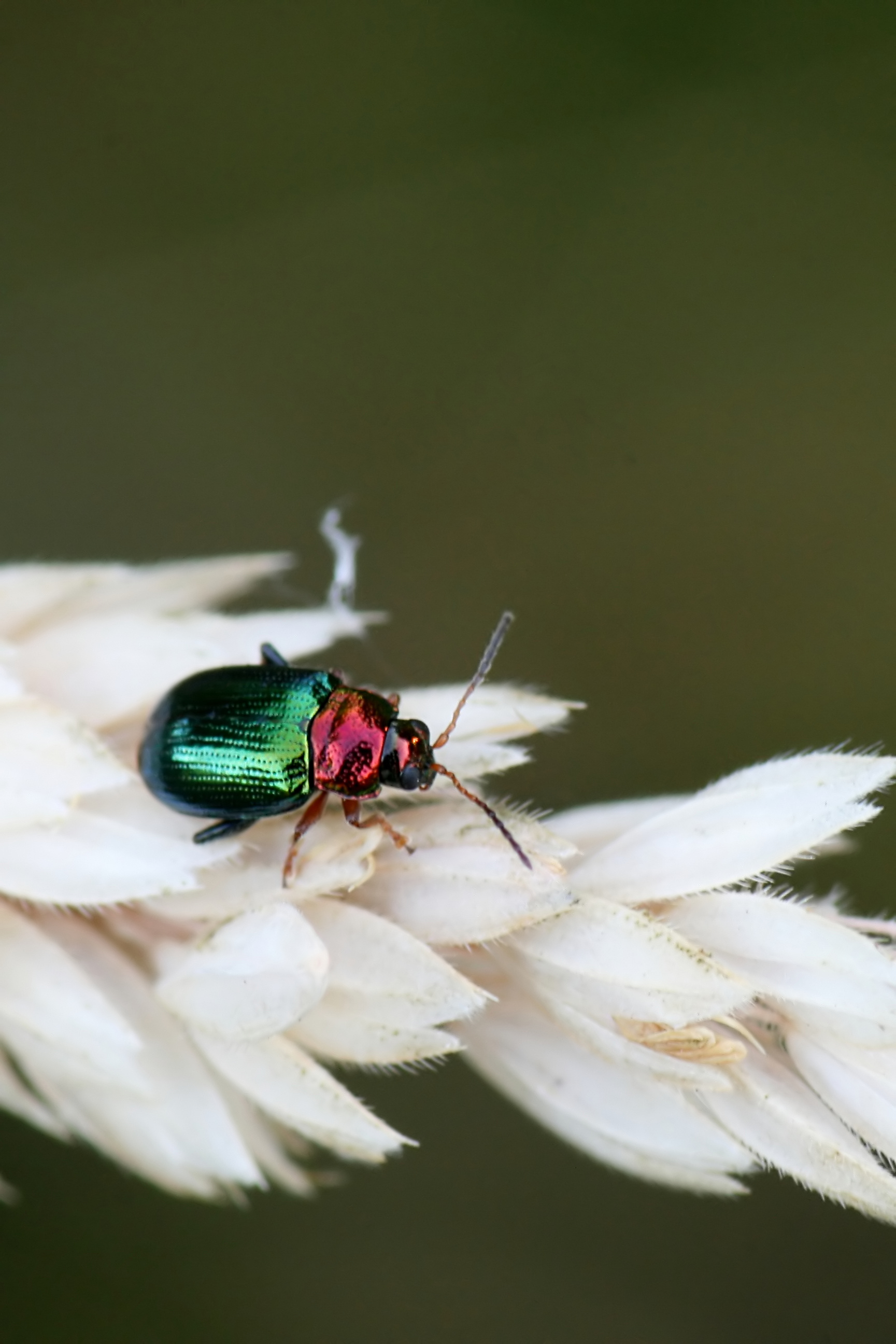 20080702064512.jpg