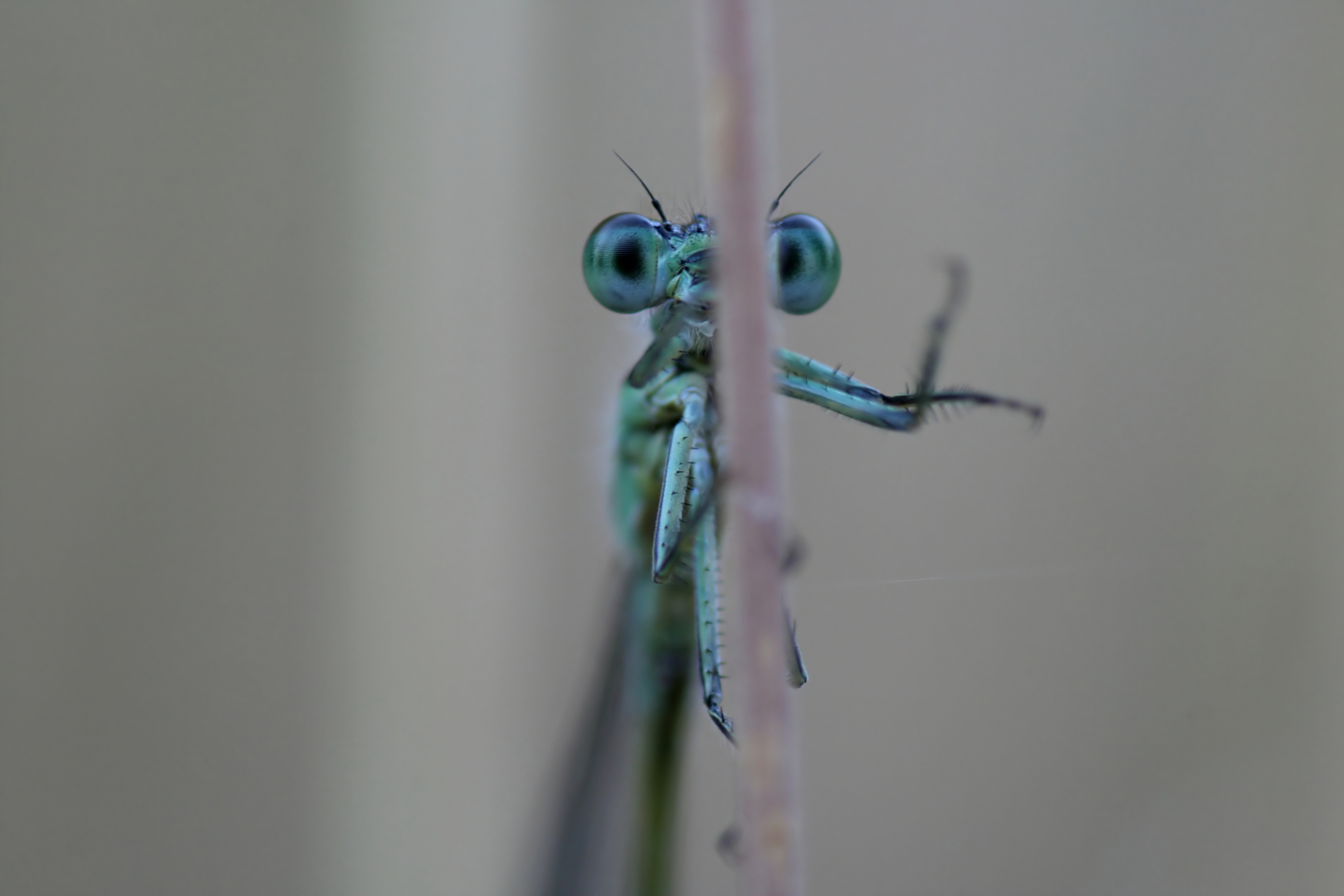 20080702065013.jpg