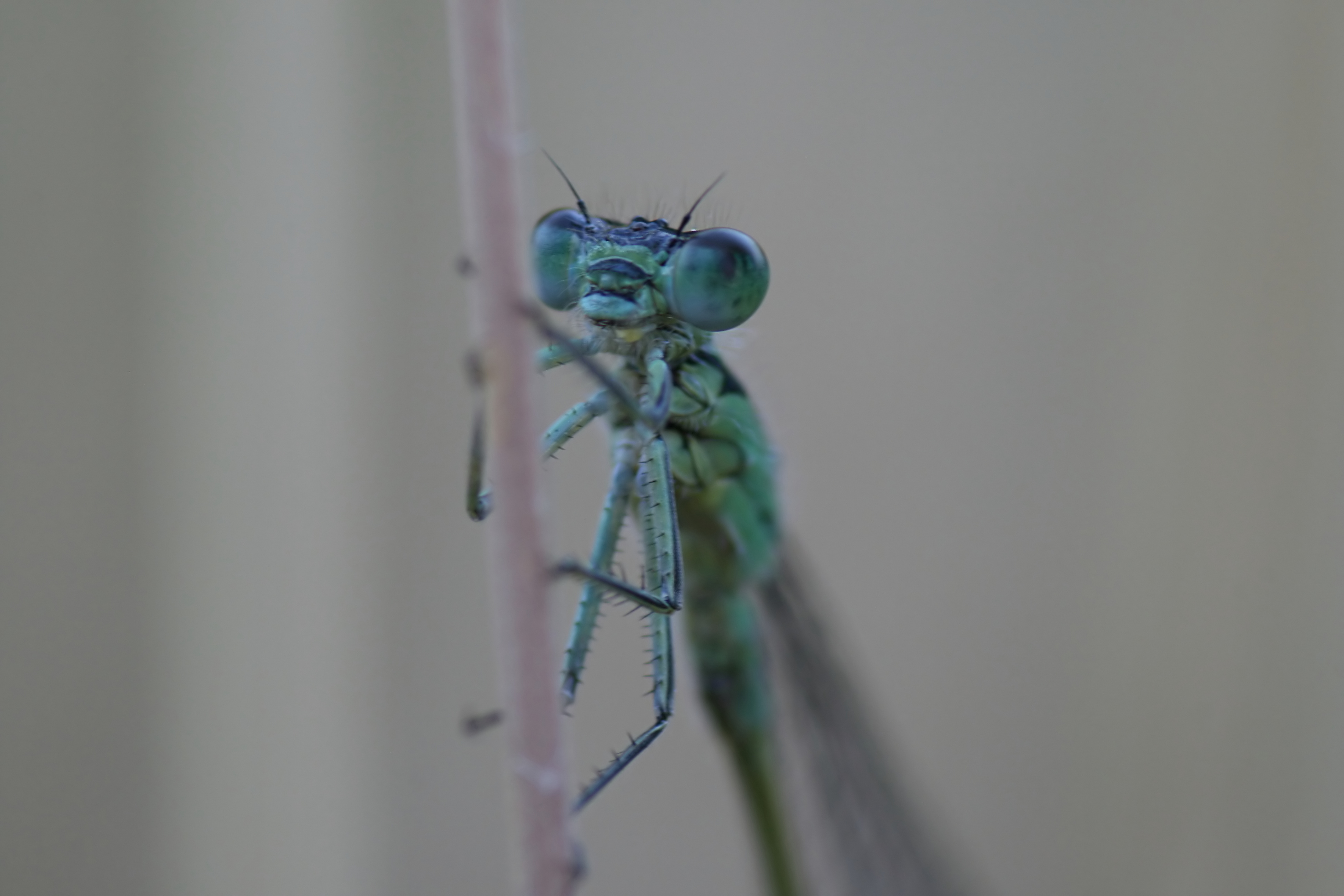 20080702065205.jpg