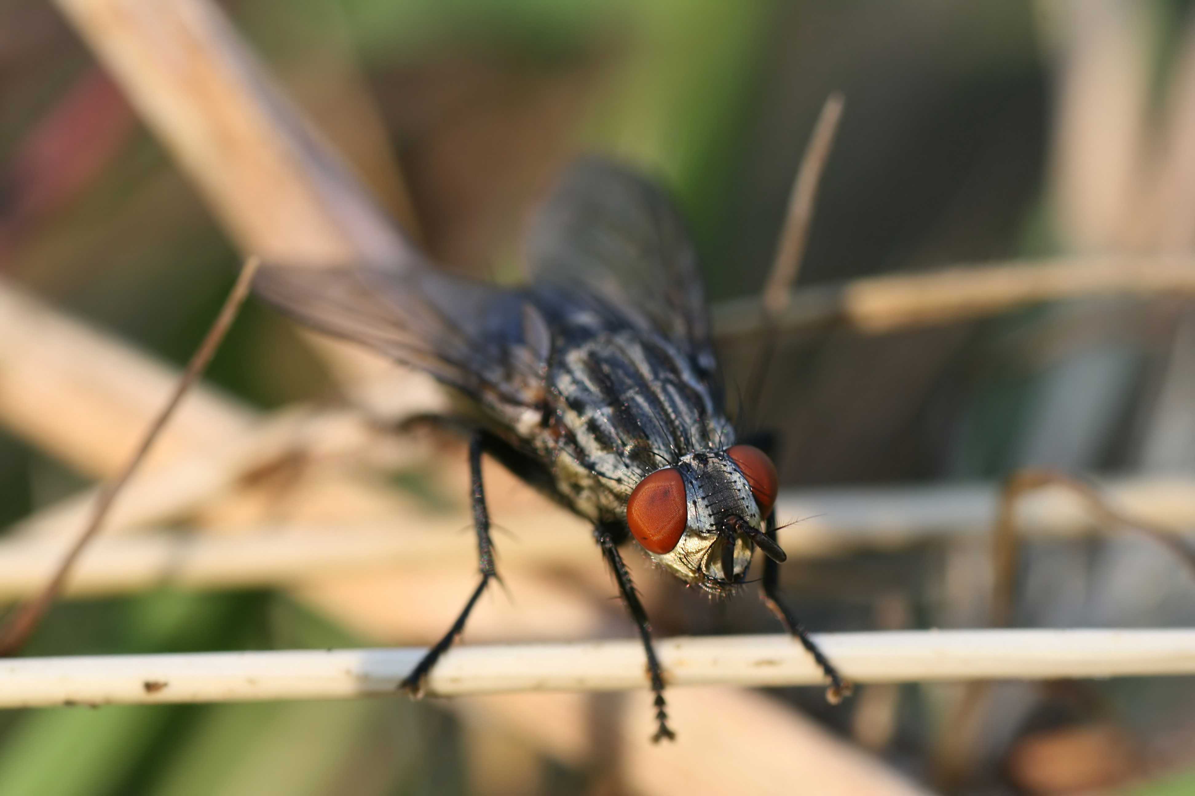 20080702195620.jpg