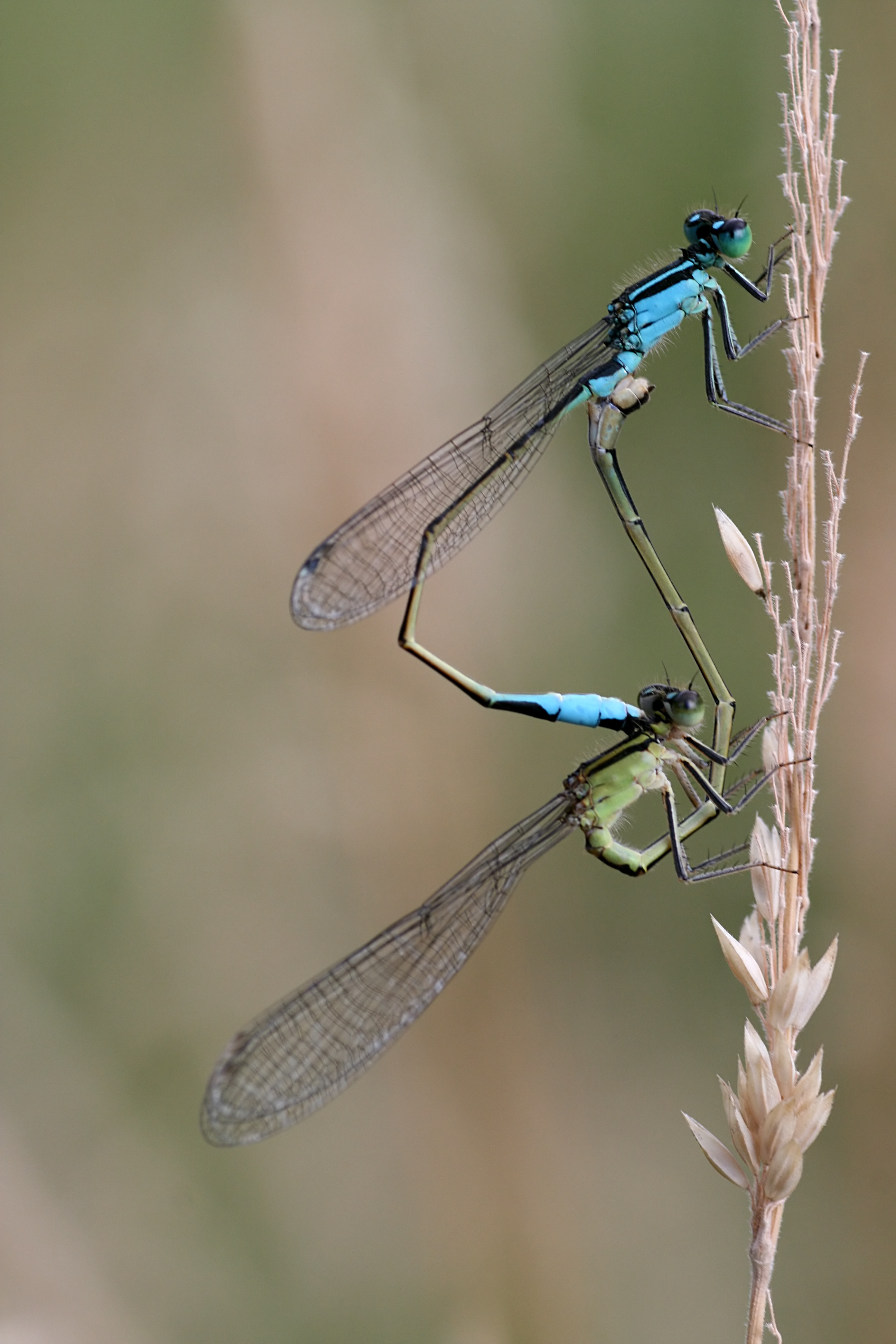 20080705181159.jpg