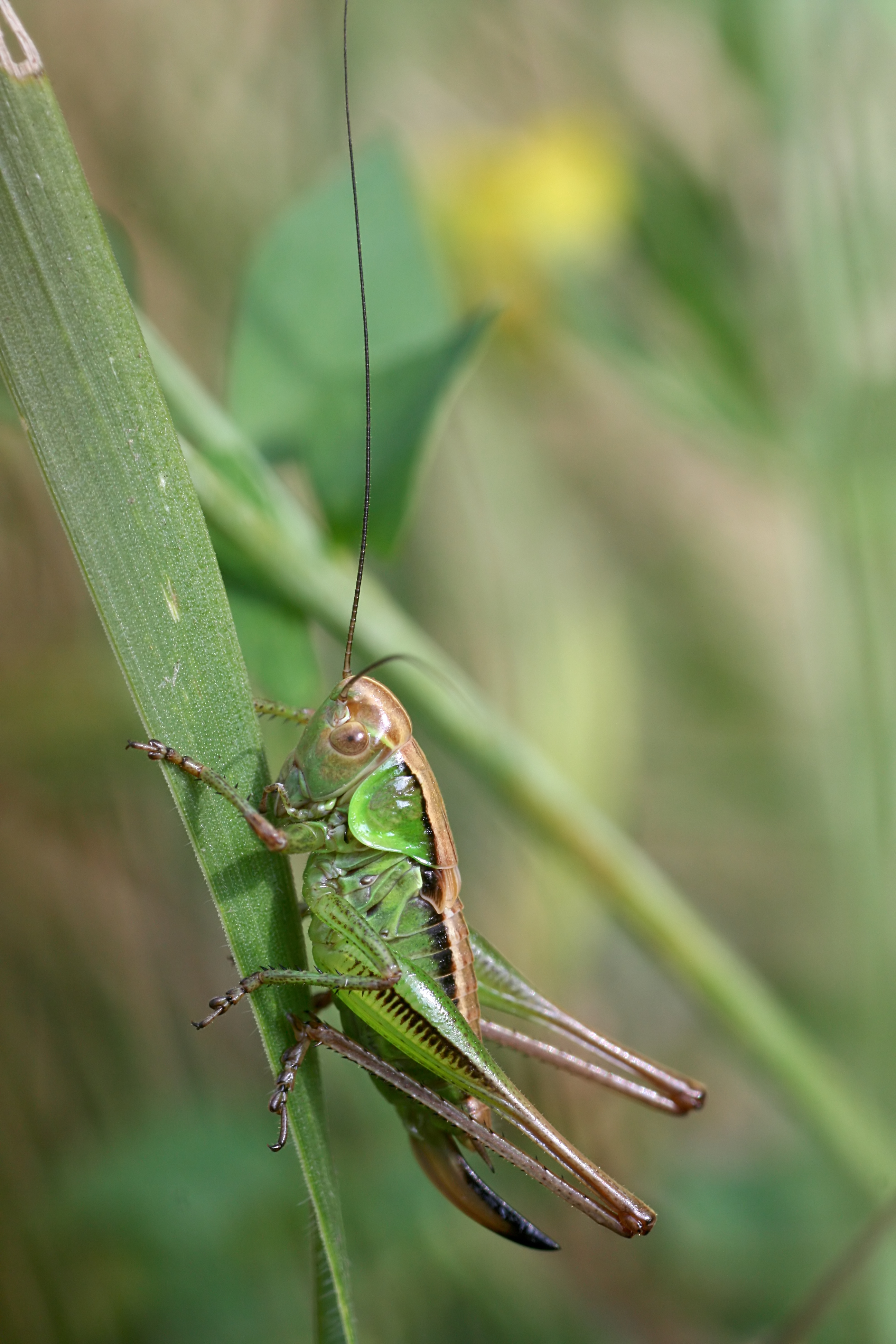 20080705184121.jpg