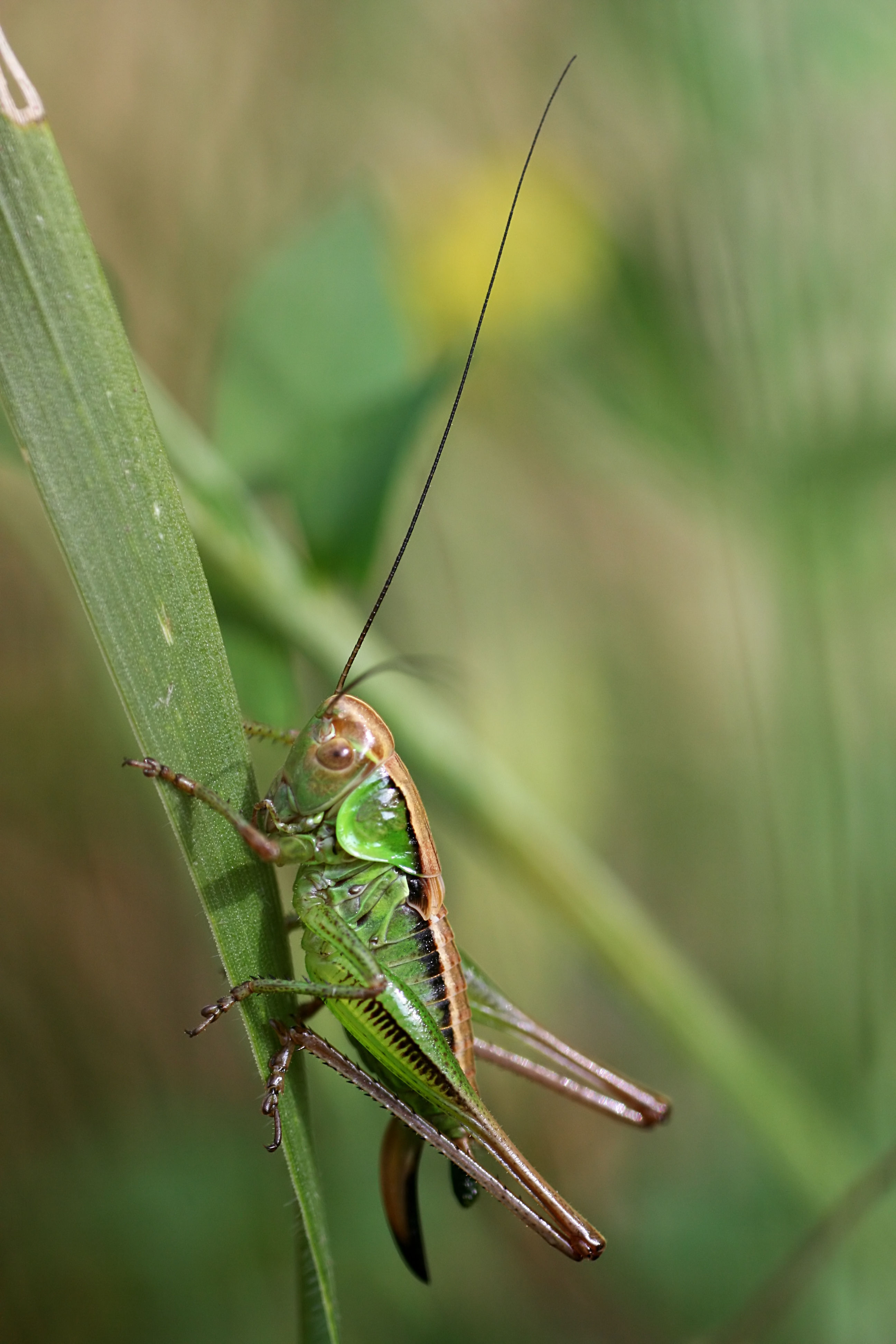20080705184153.jpg