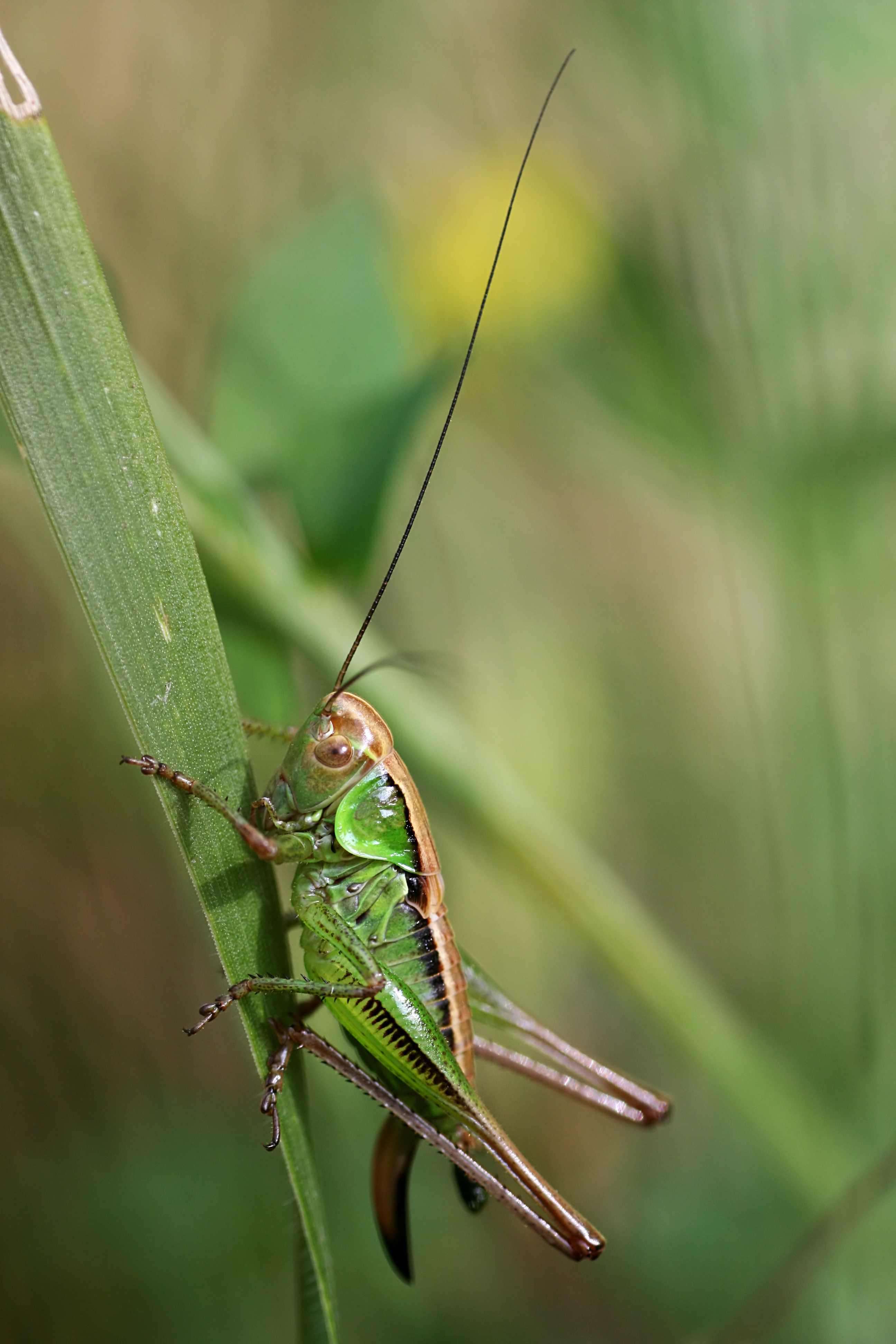 20080705184156.jpg