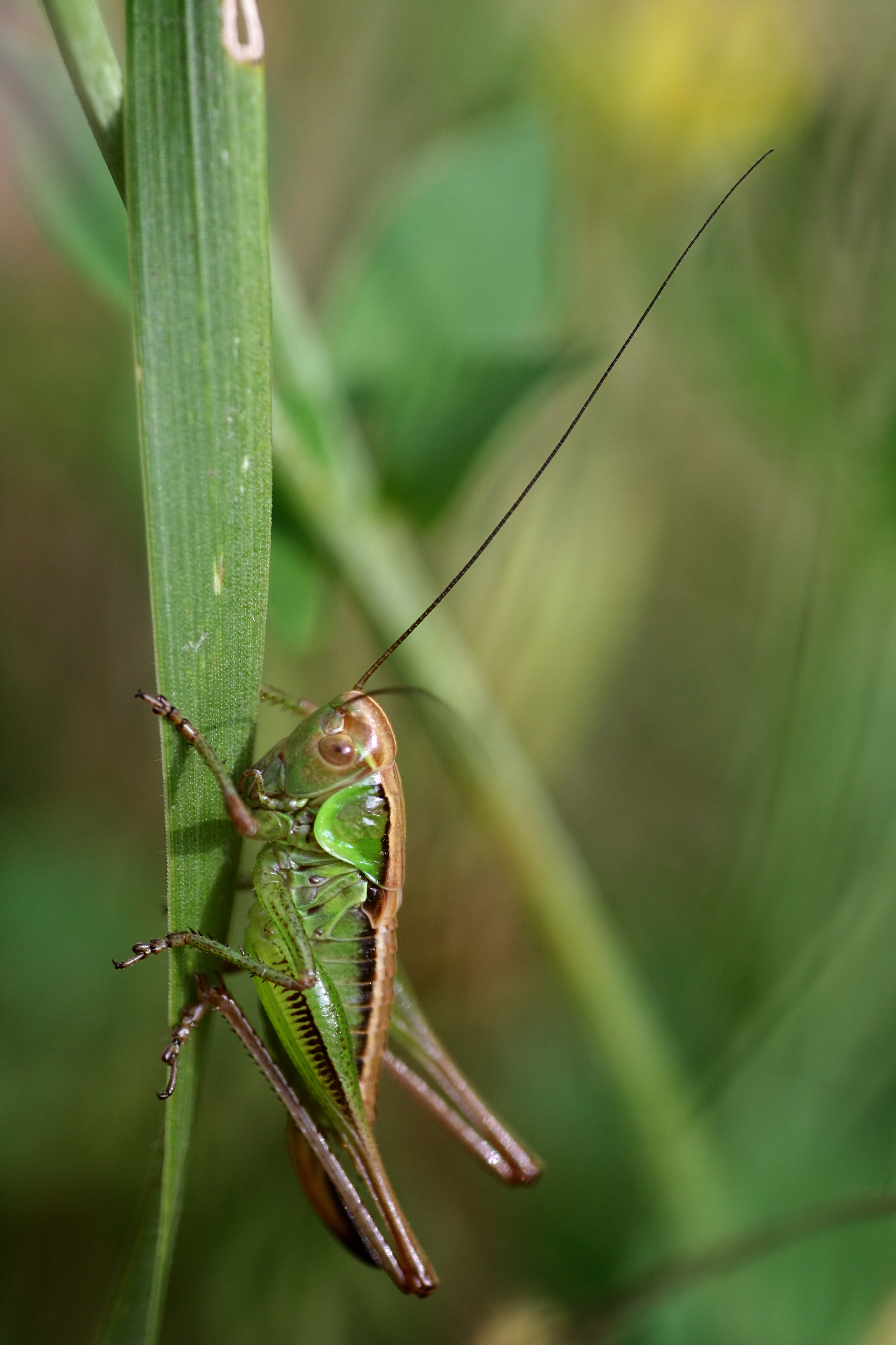 20080705184249.jpg