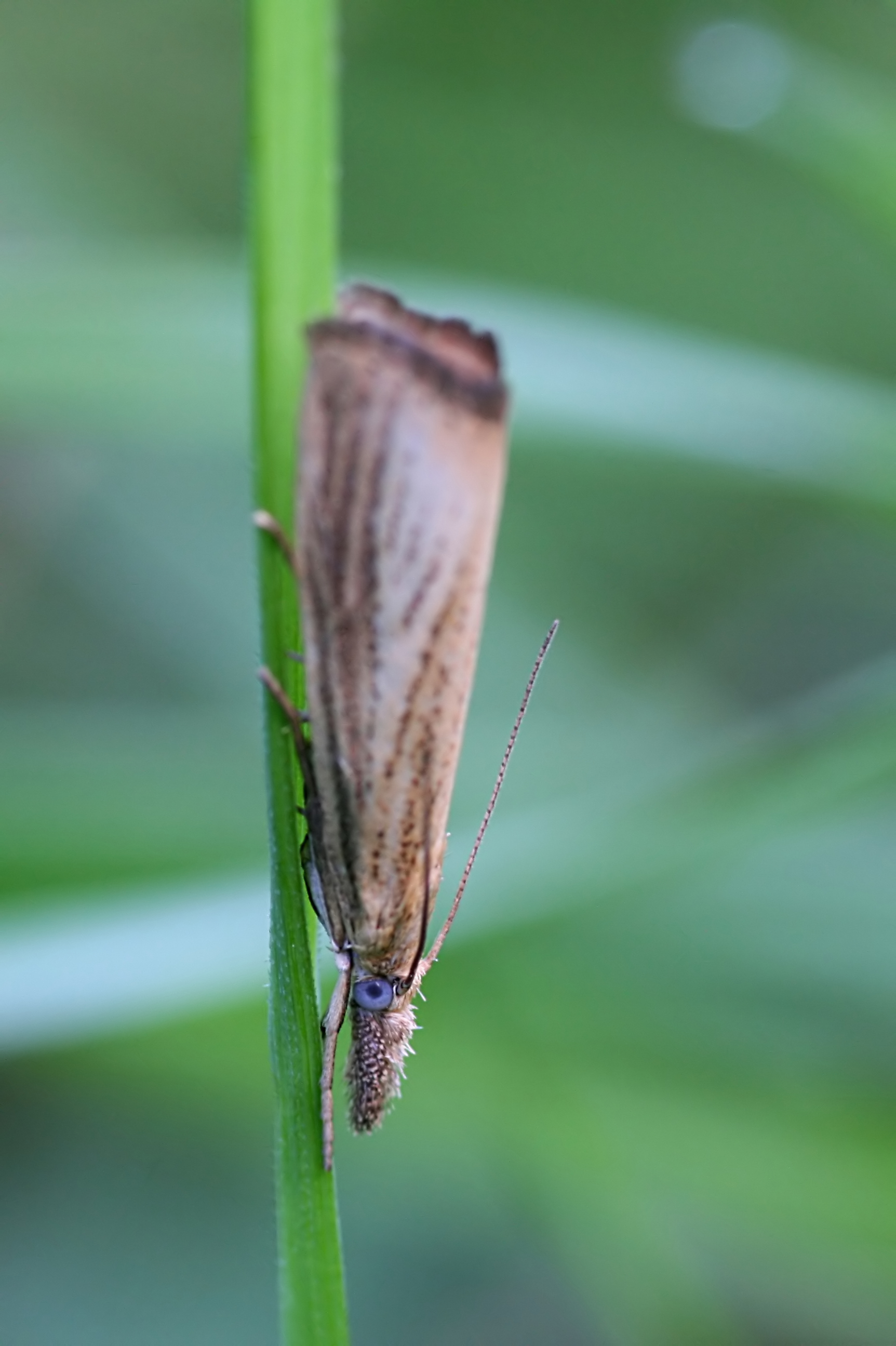 20080716061338.jpg