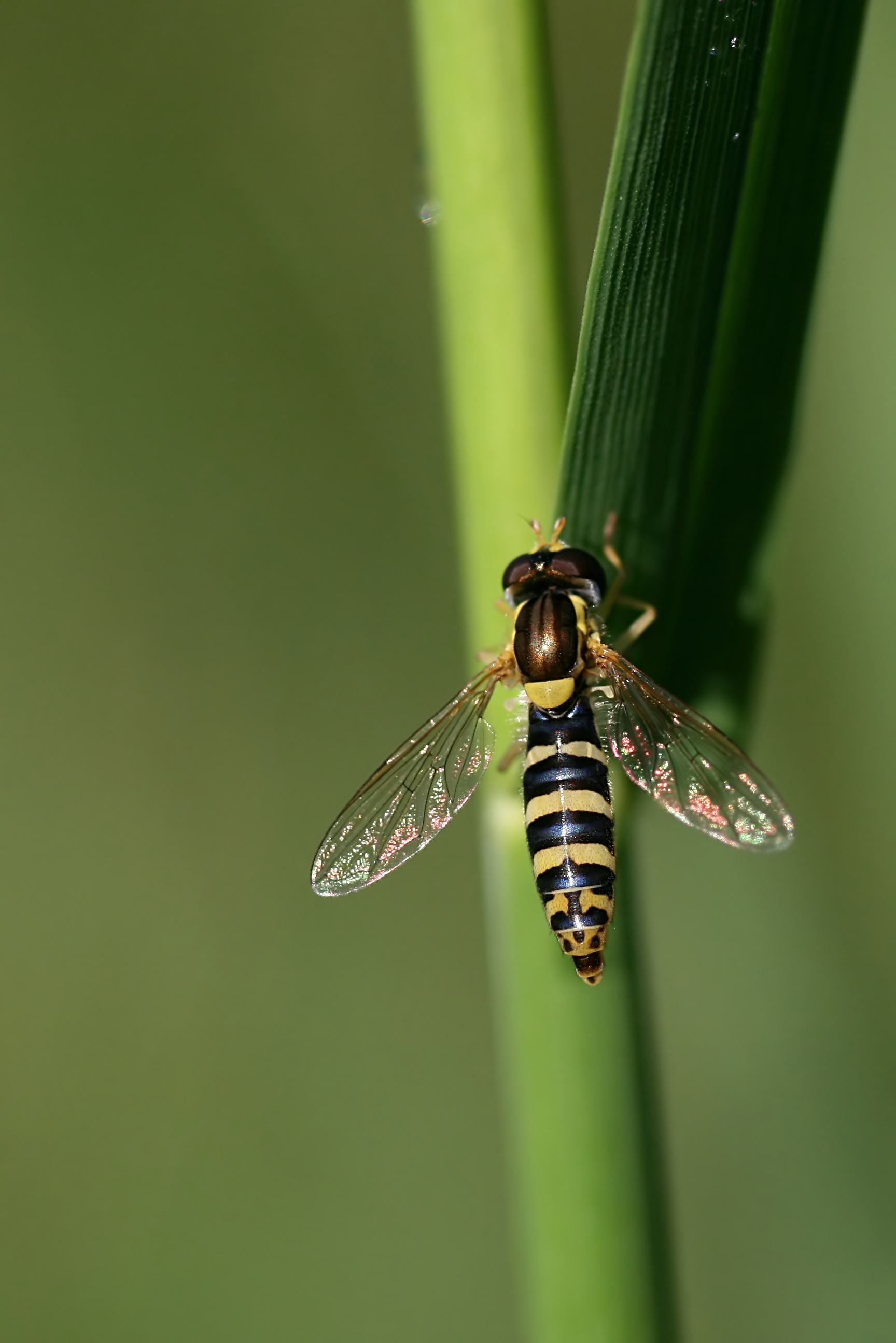 20080717071930.jpg