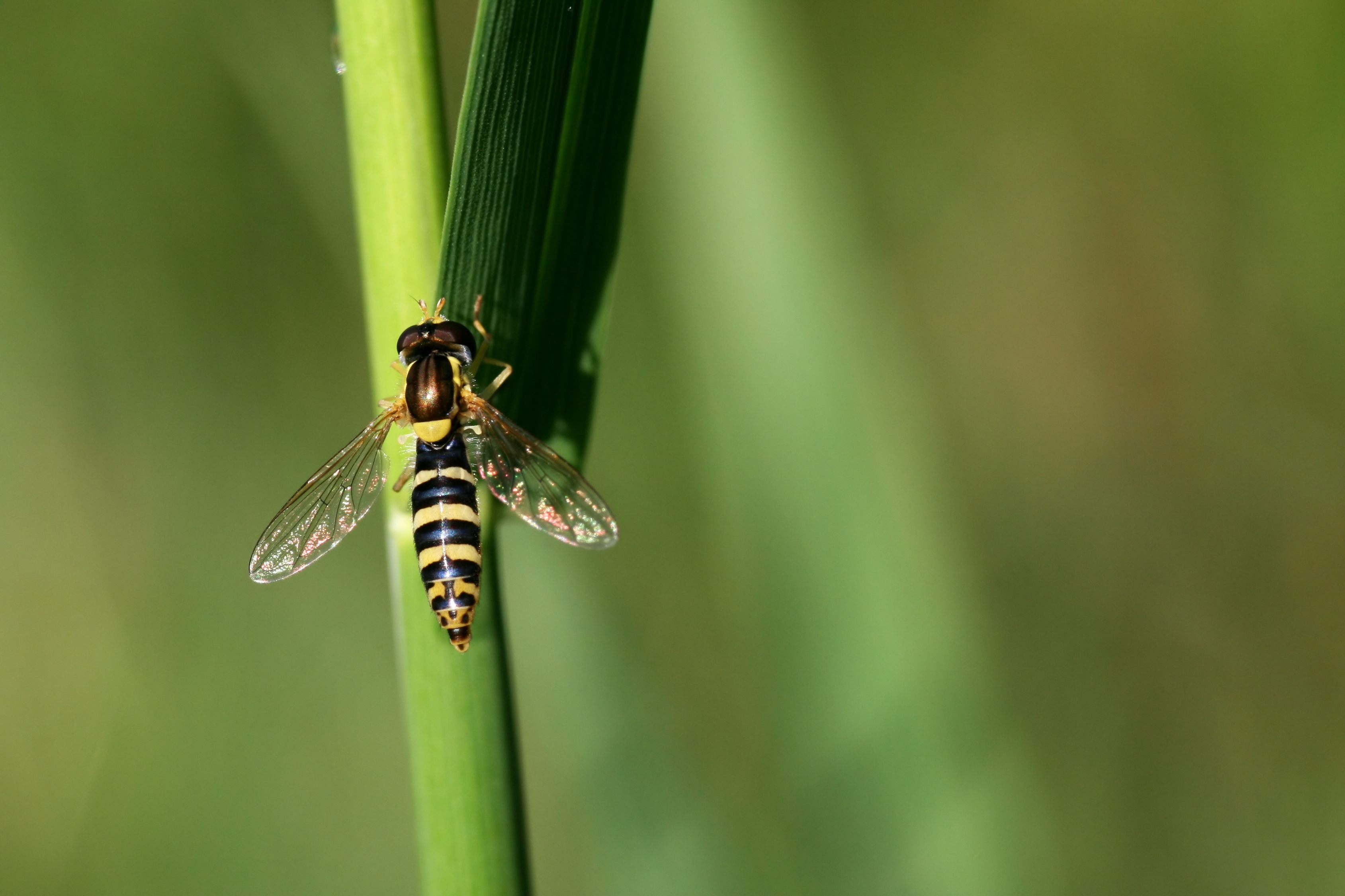 20080717071938.jpg