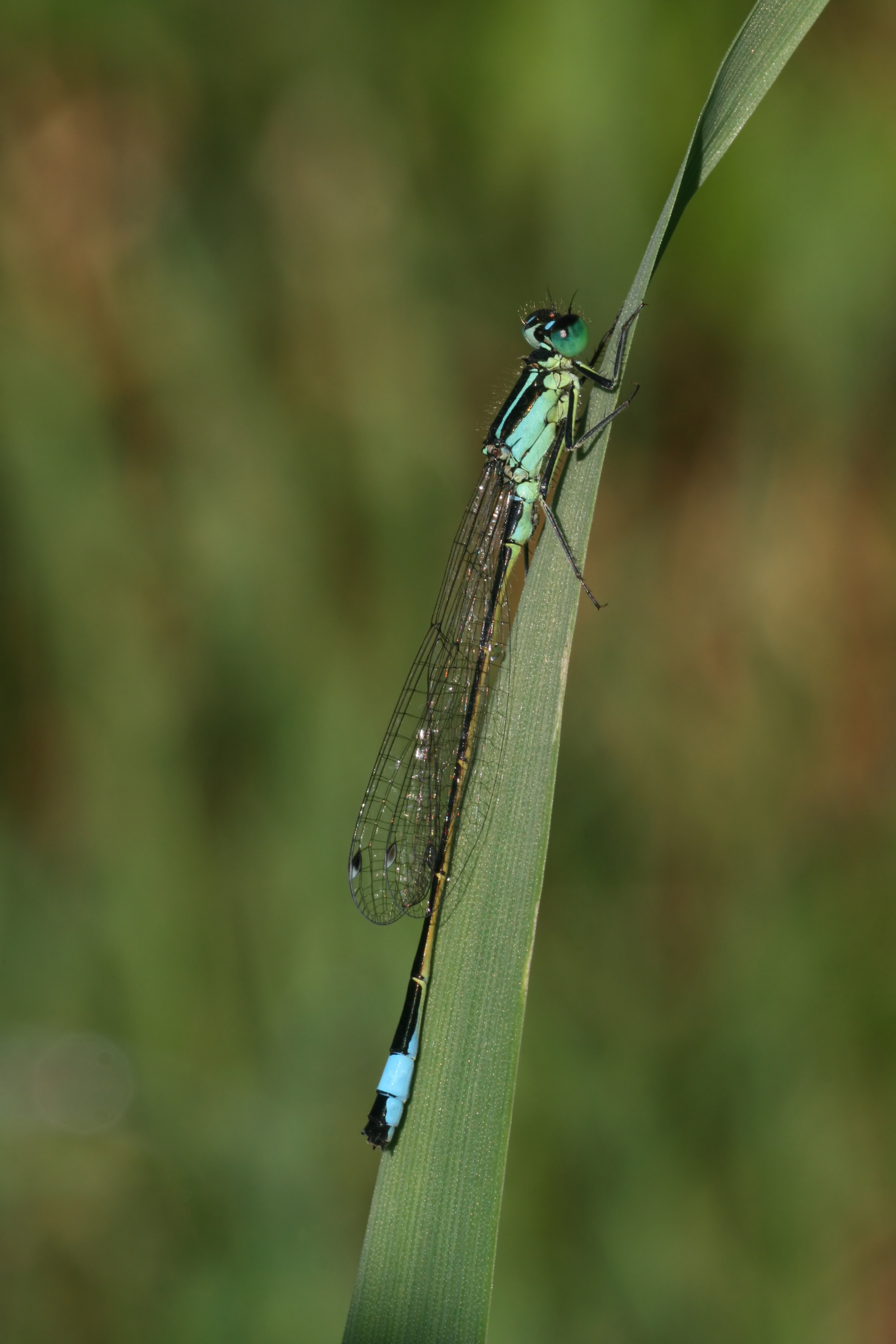 20080717072653.jpg