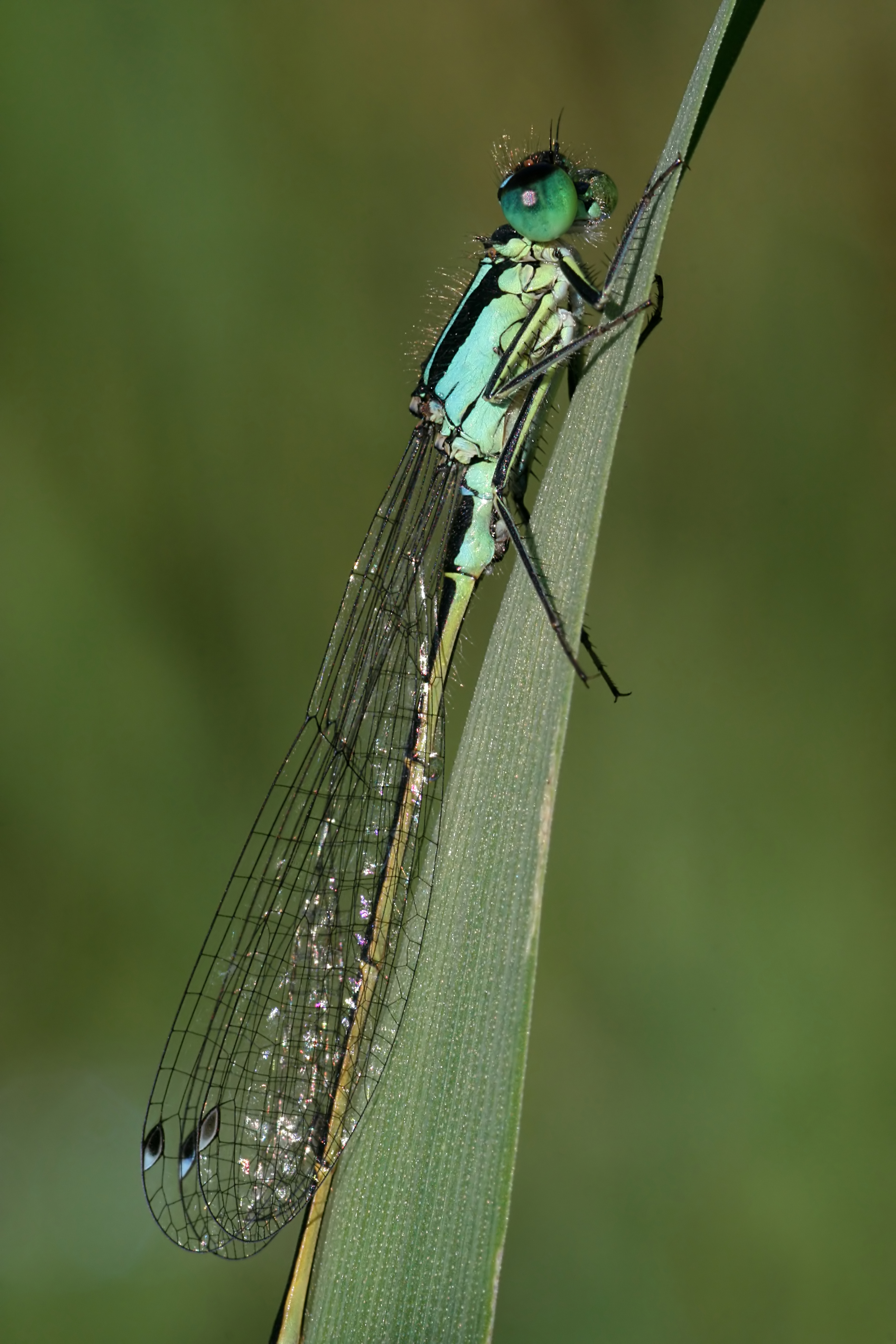 20080717072801.jpg