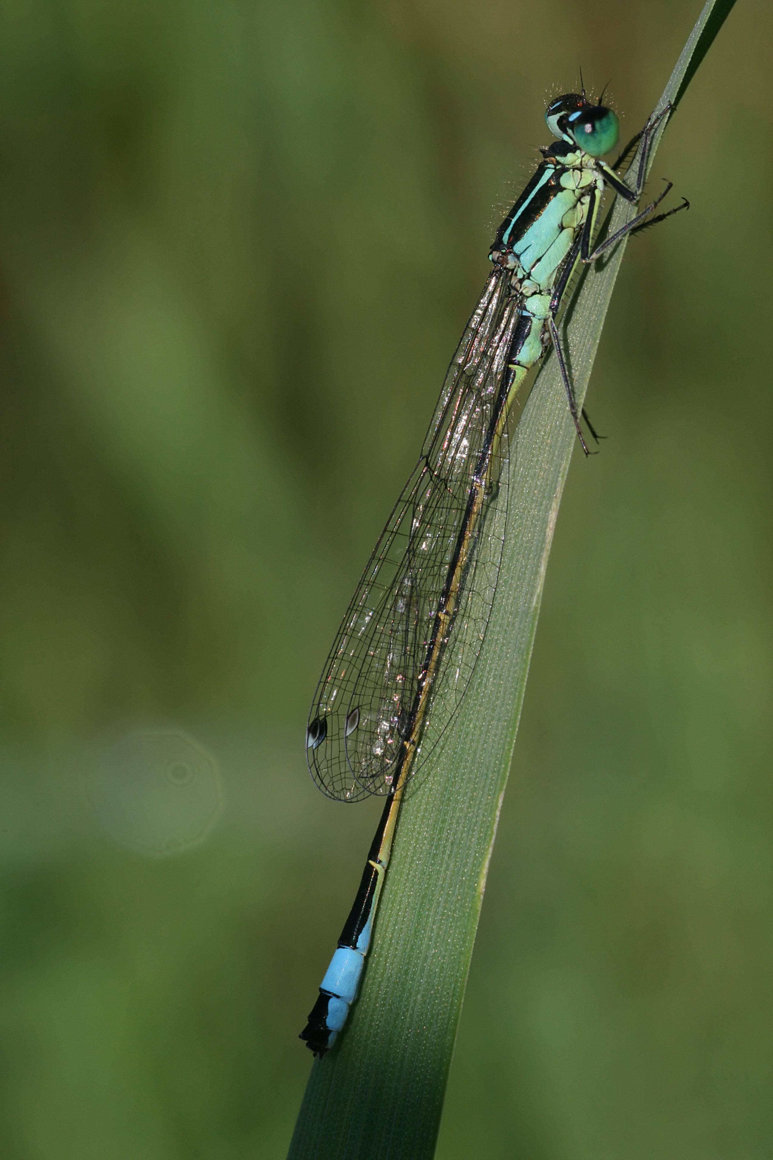 20080717072834.jpg