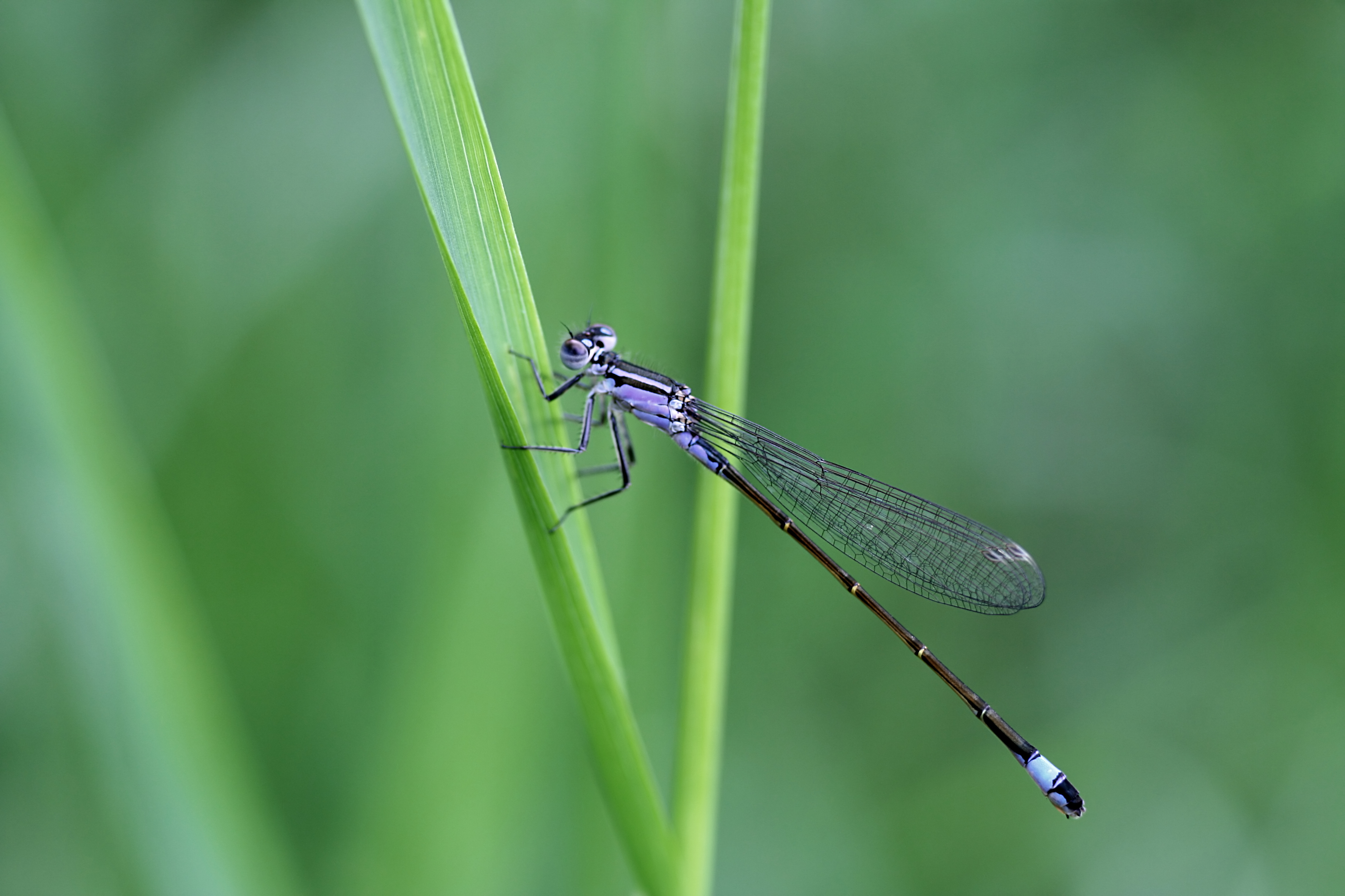 20080717163547.jpg