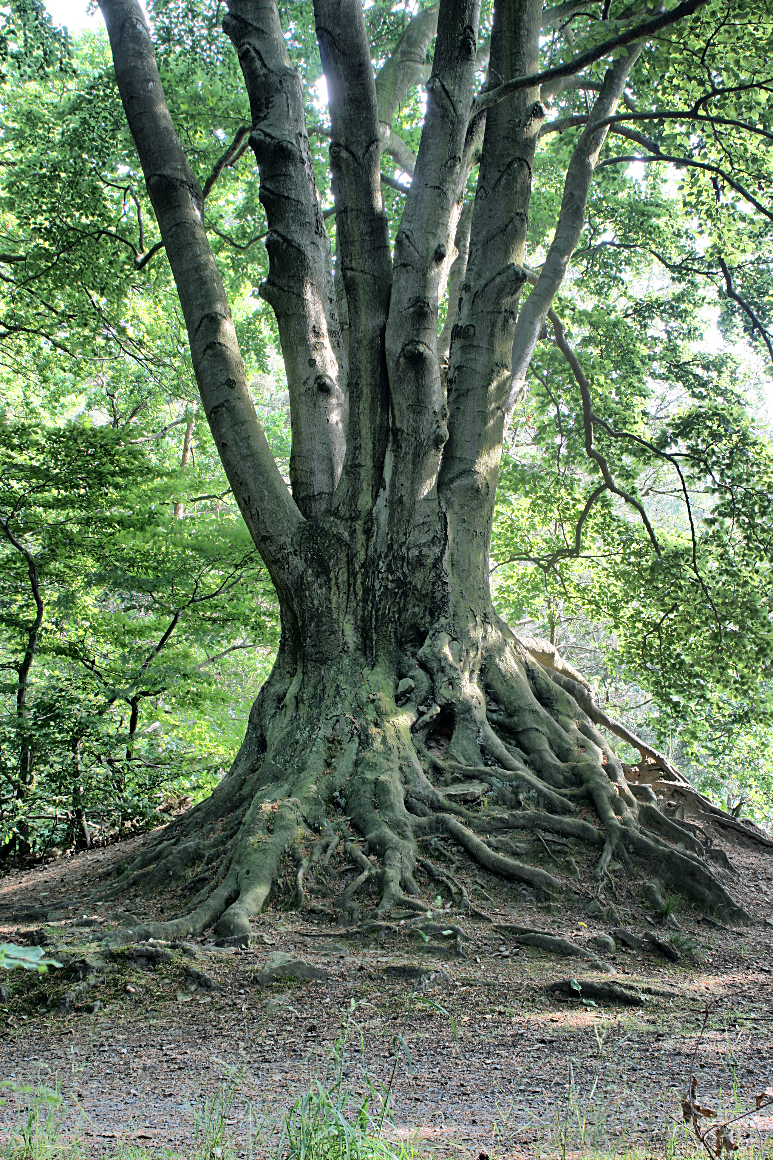 20080720172300-2.jpg