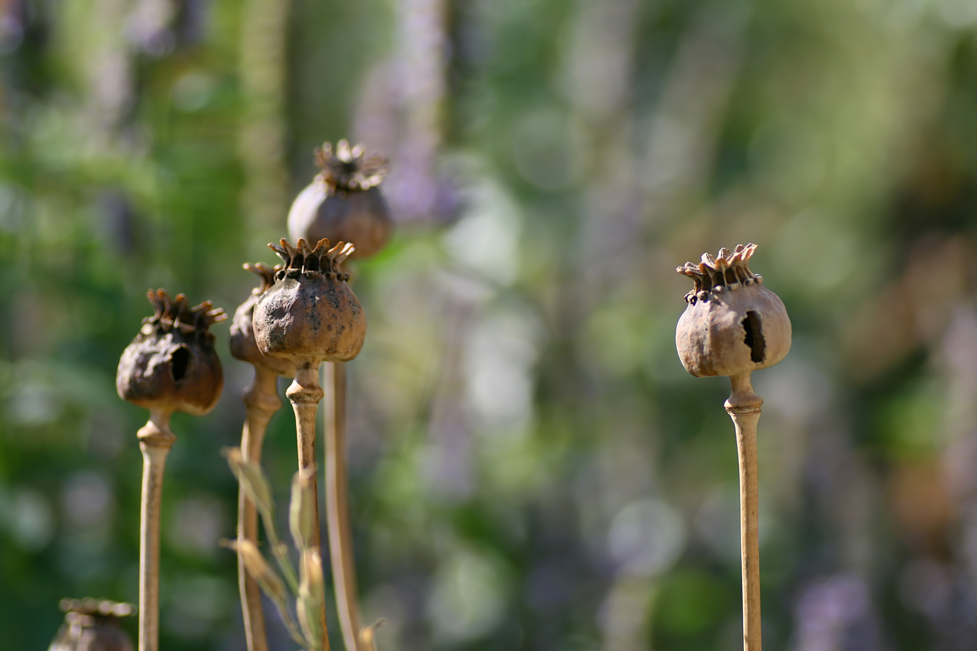 20080804172057.jpg