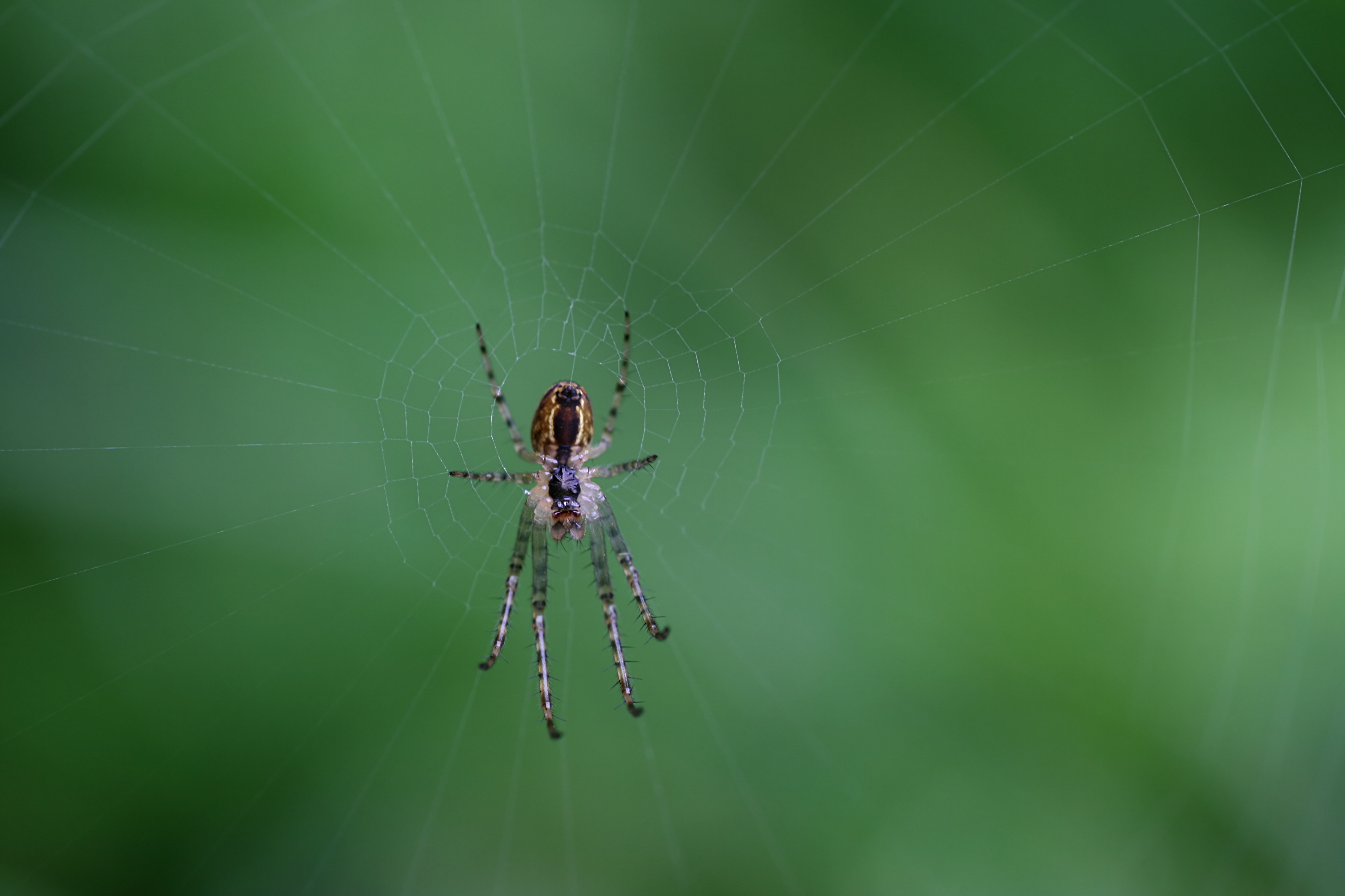 20080806061643.jpg