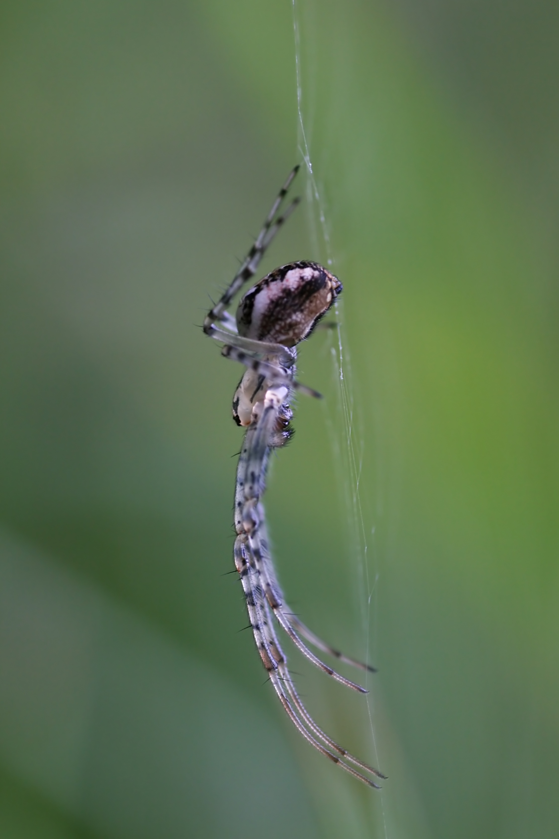 20080806070519.jpg