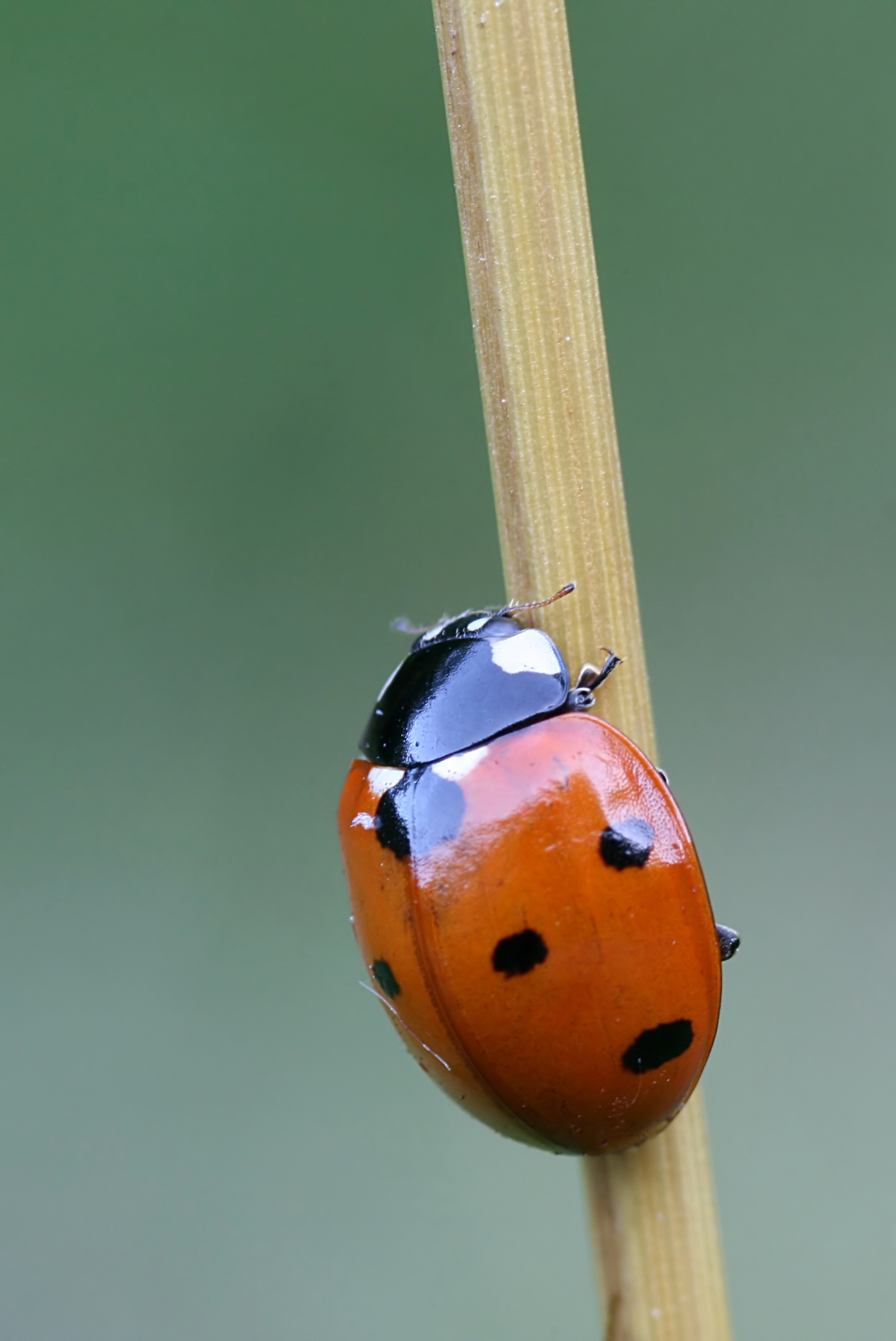 20080807063813.jpg