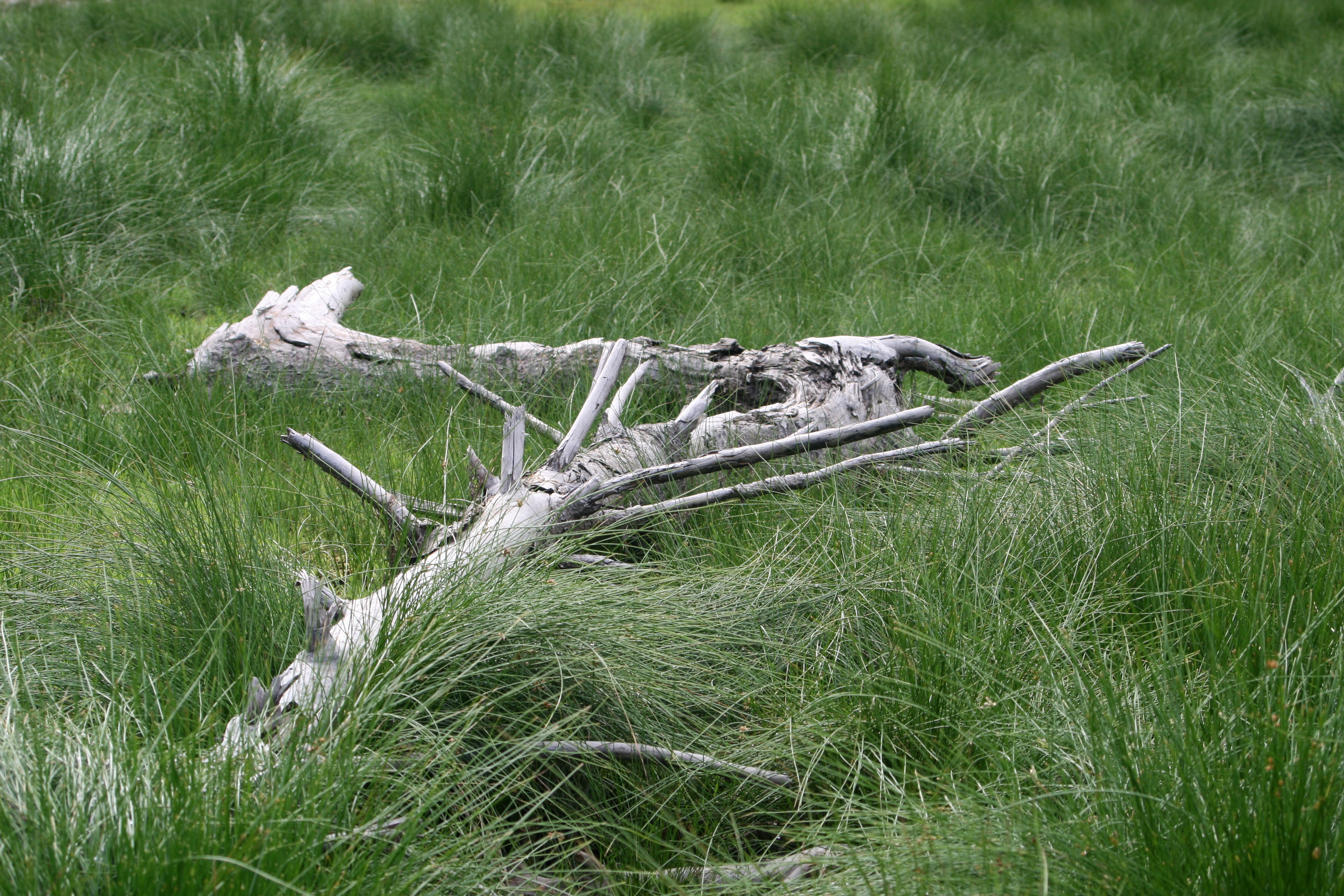 20080809171906.jpg