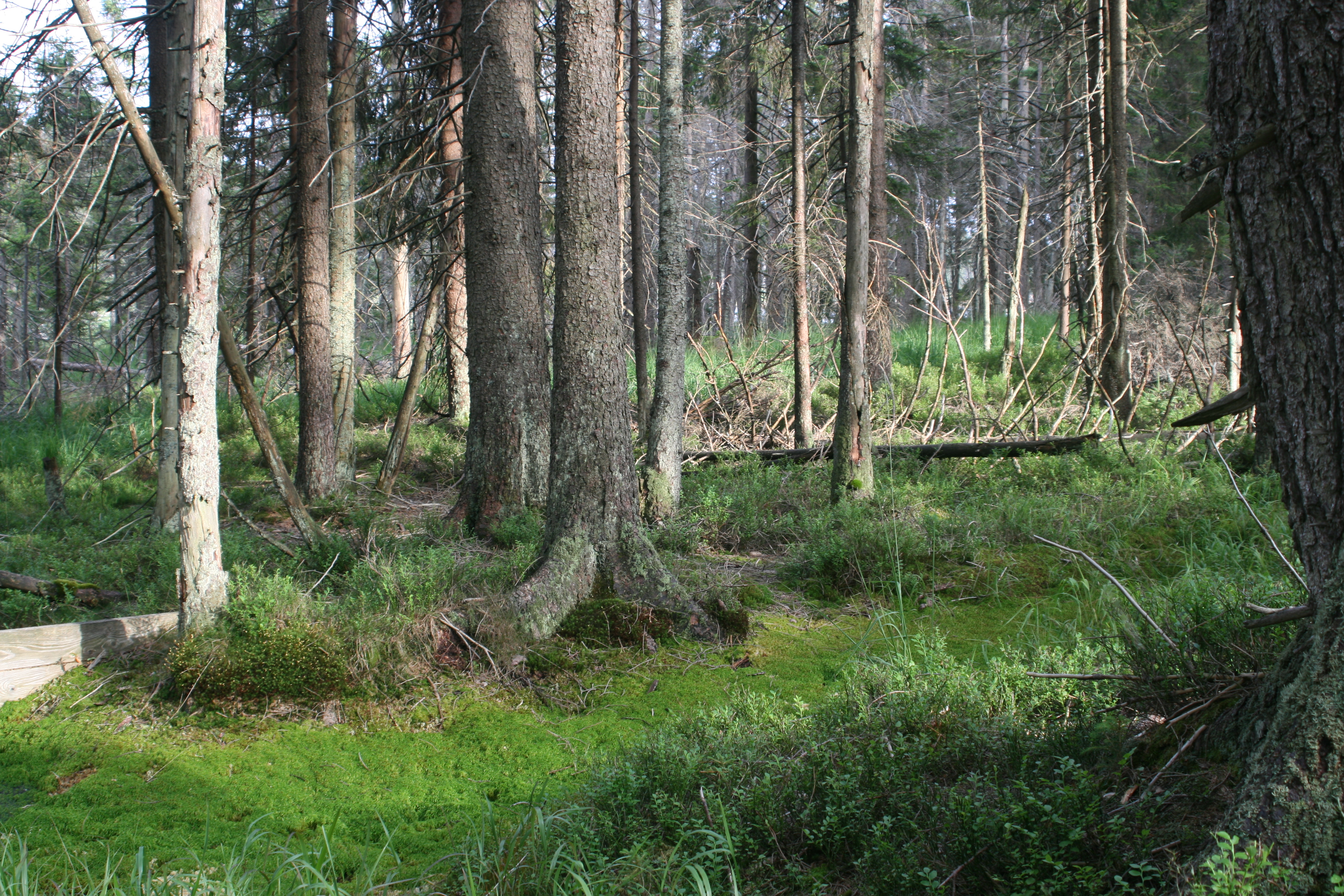20080809181611.jpg