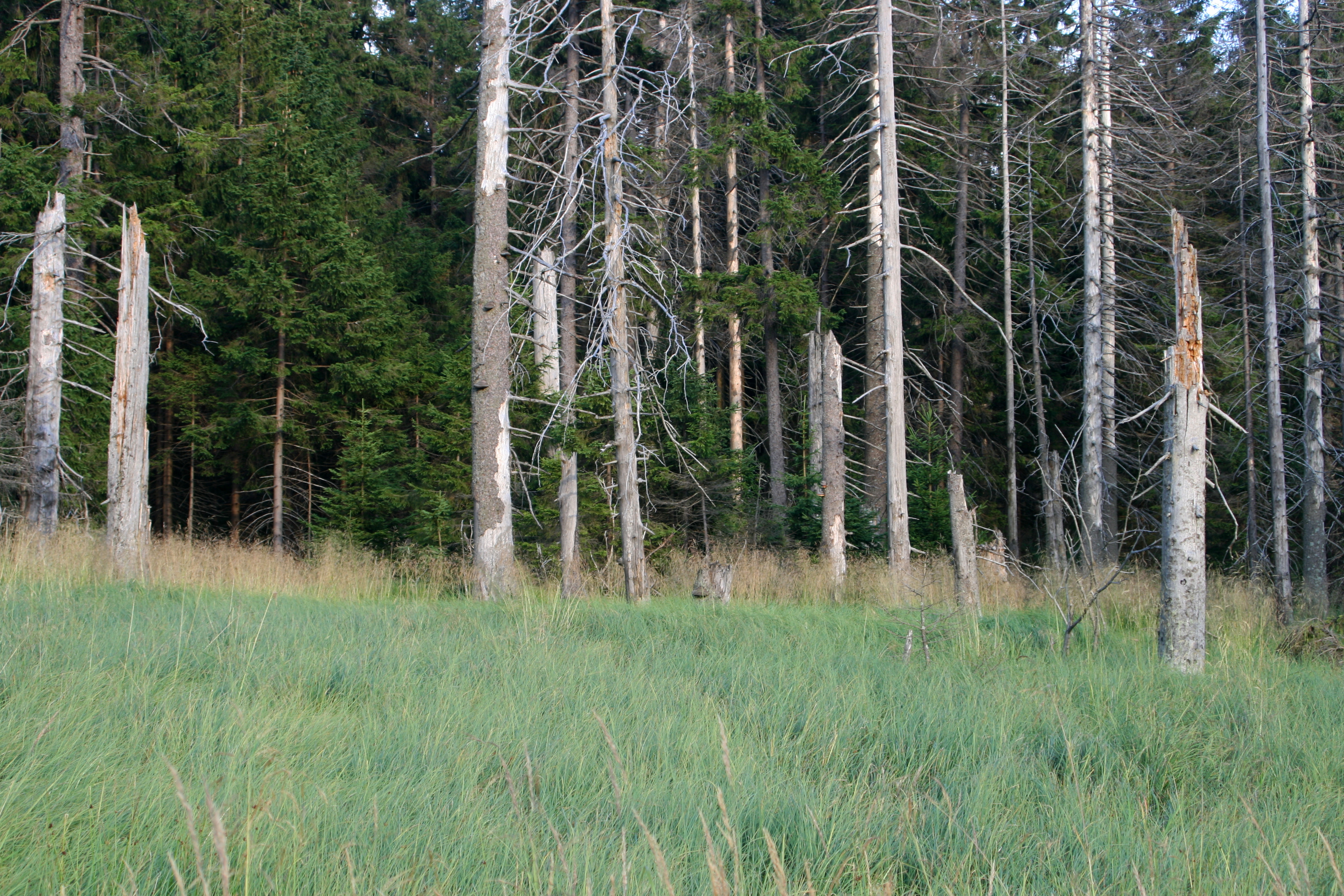 20080809192146.jpg