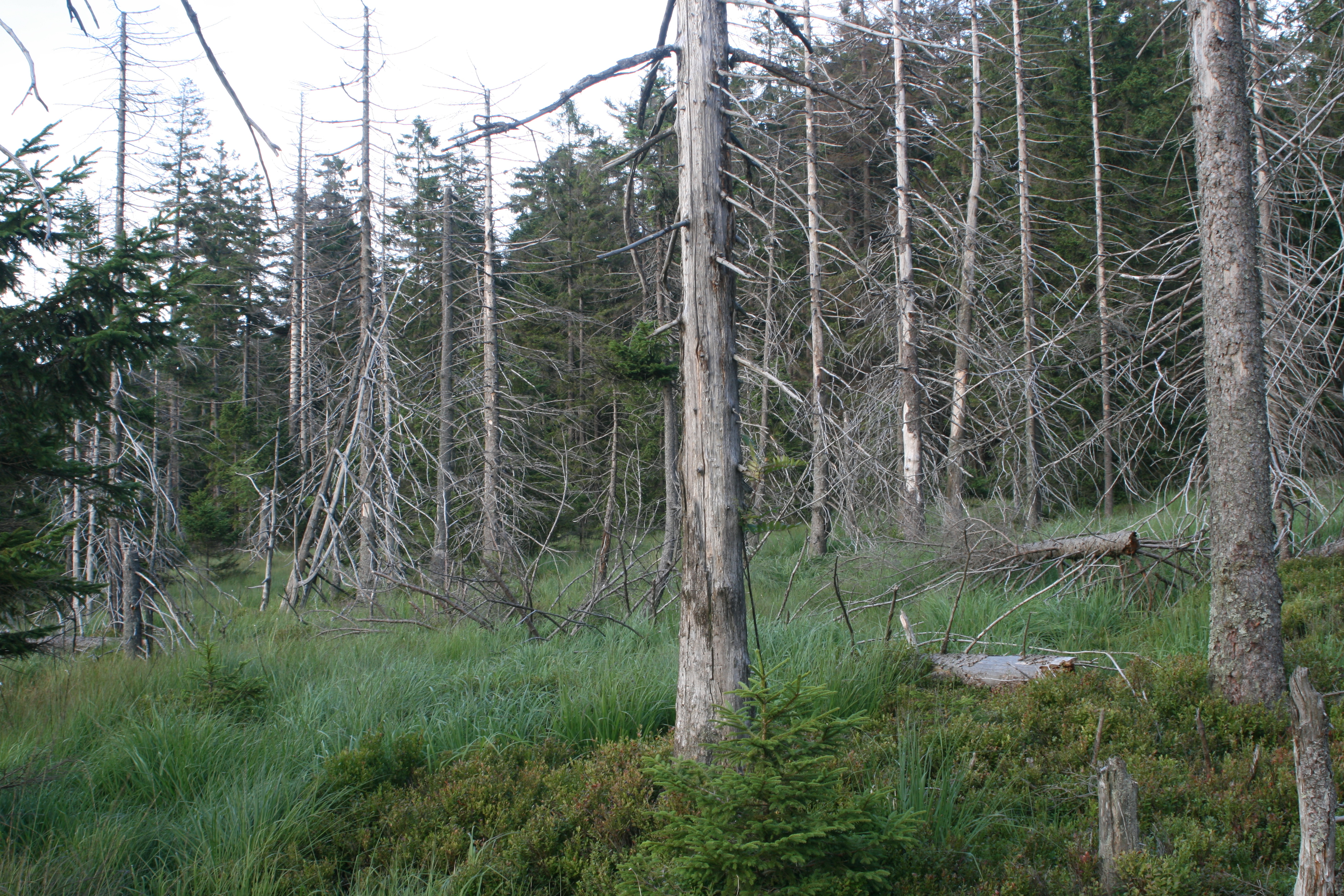 20080809192541.jpg