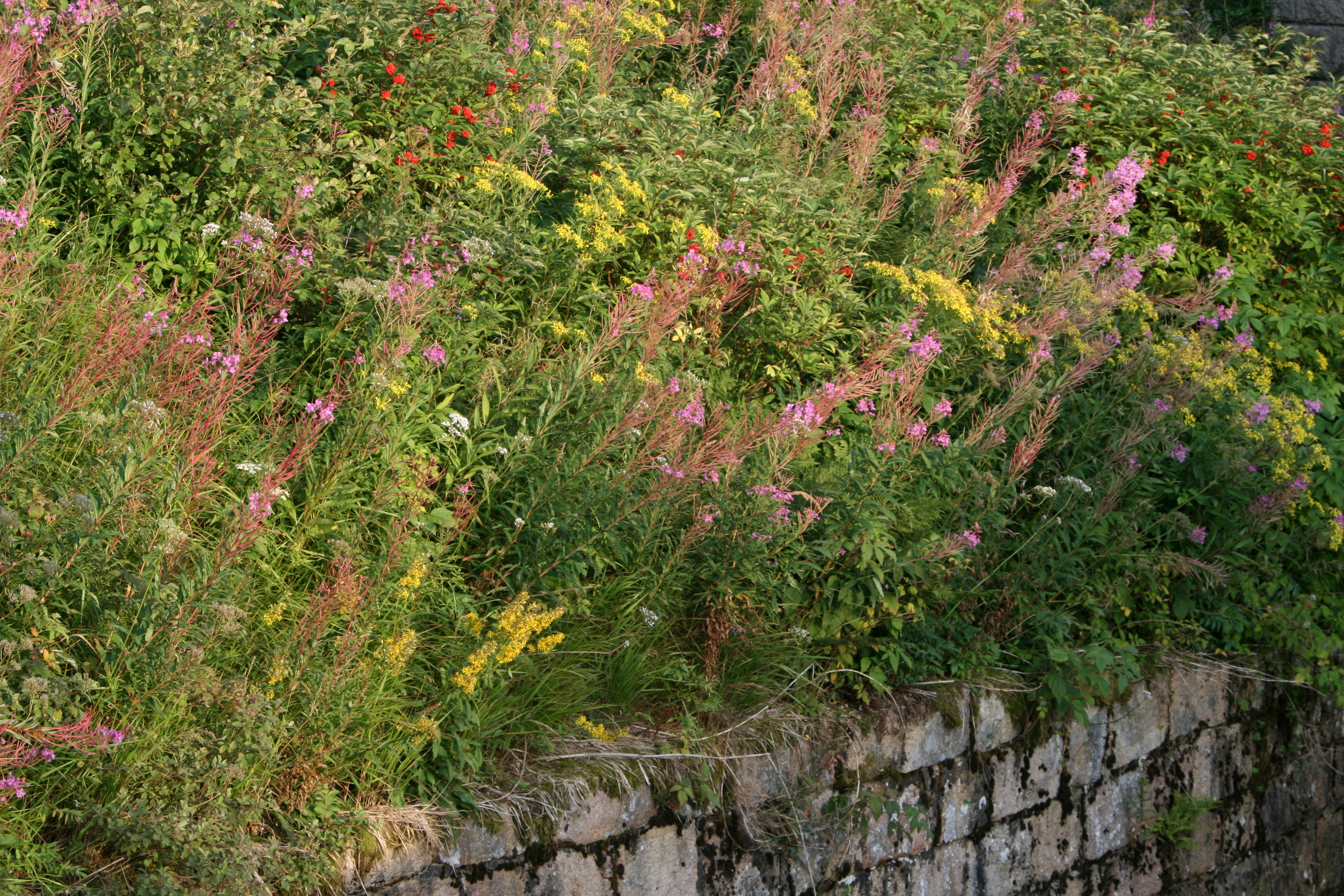 20080809194300.jpg