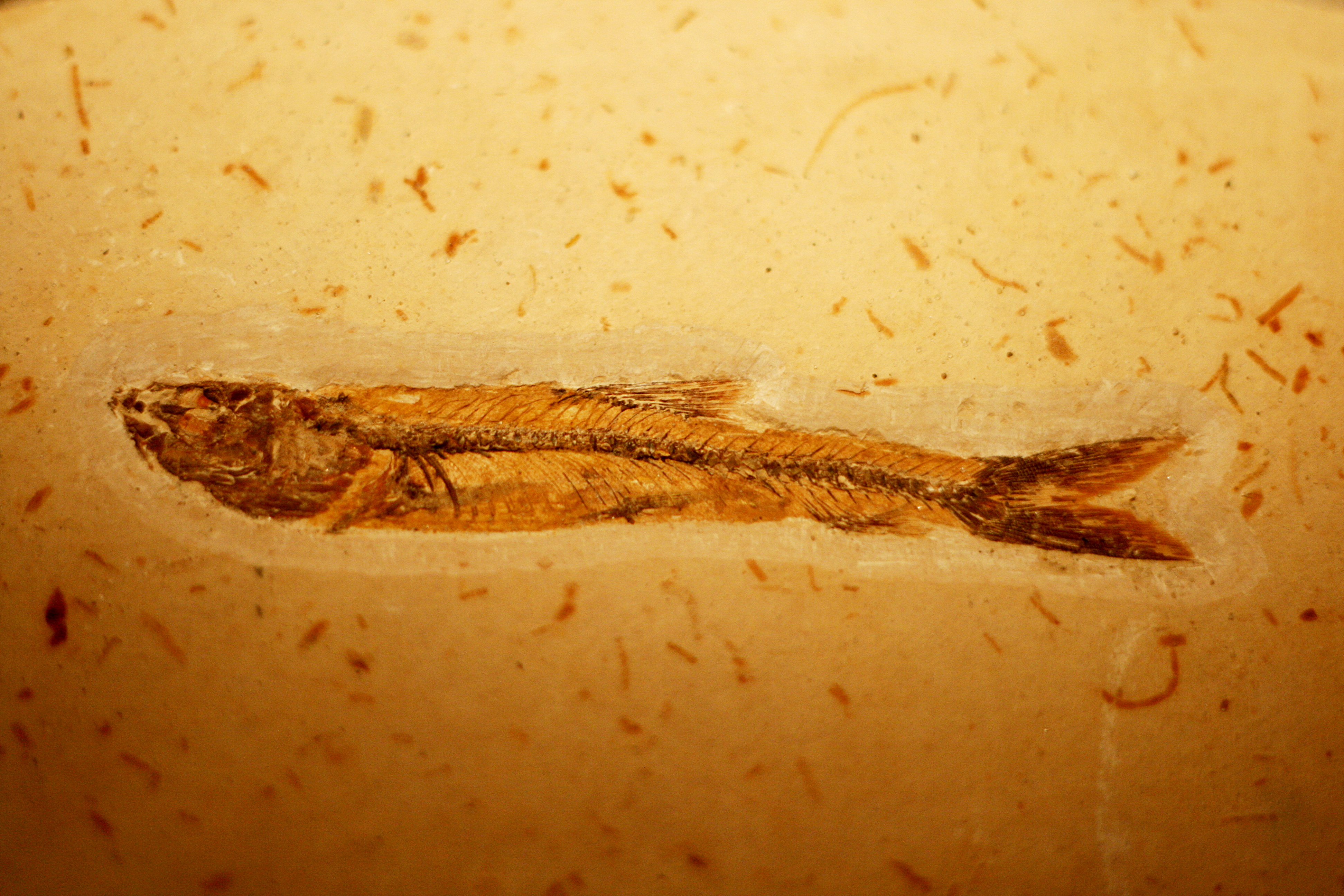 20080814113009.jpg