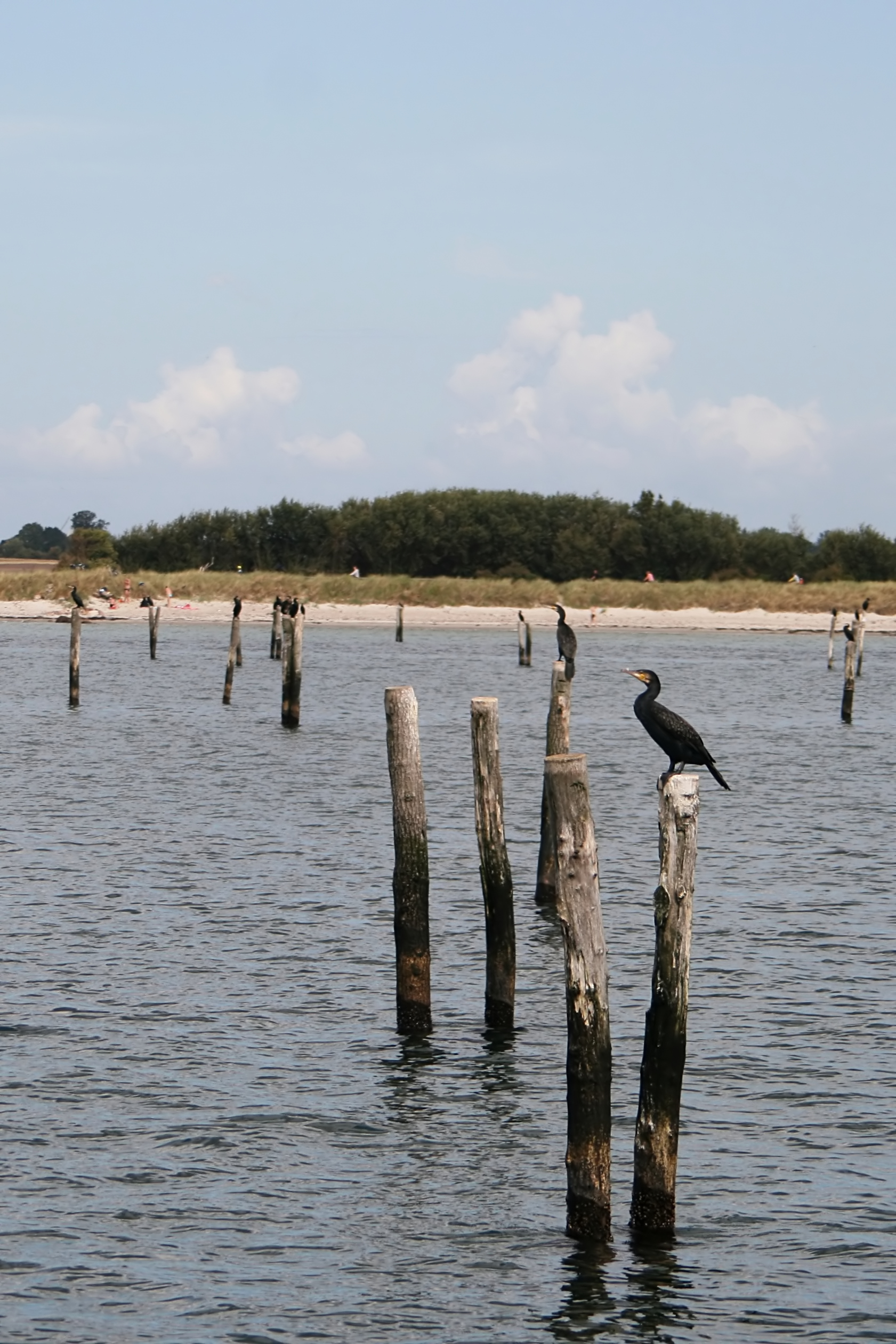 20080815115613.jpg