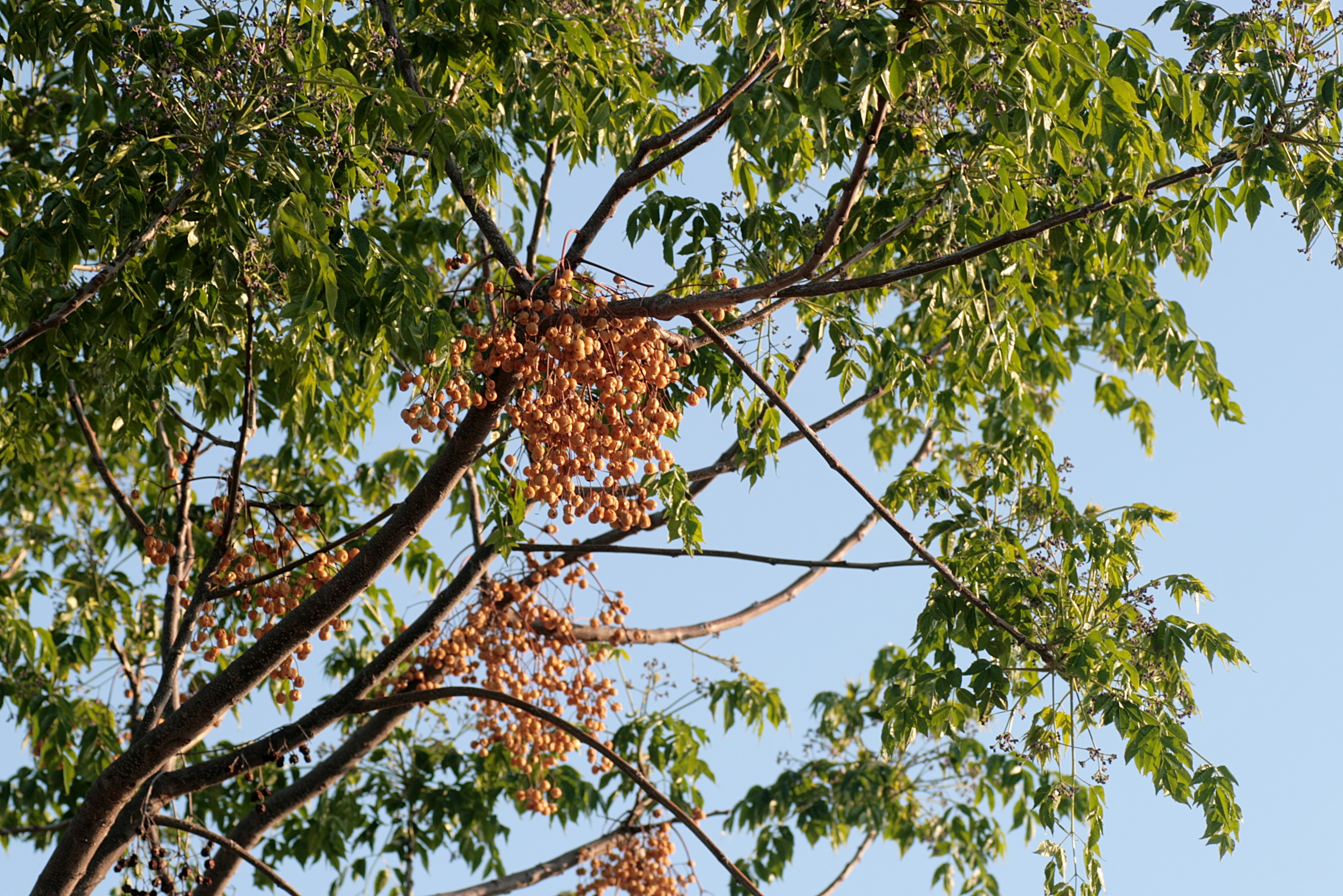 20090402091115.jpg