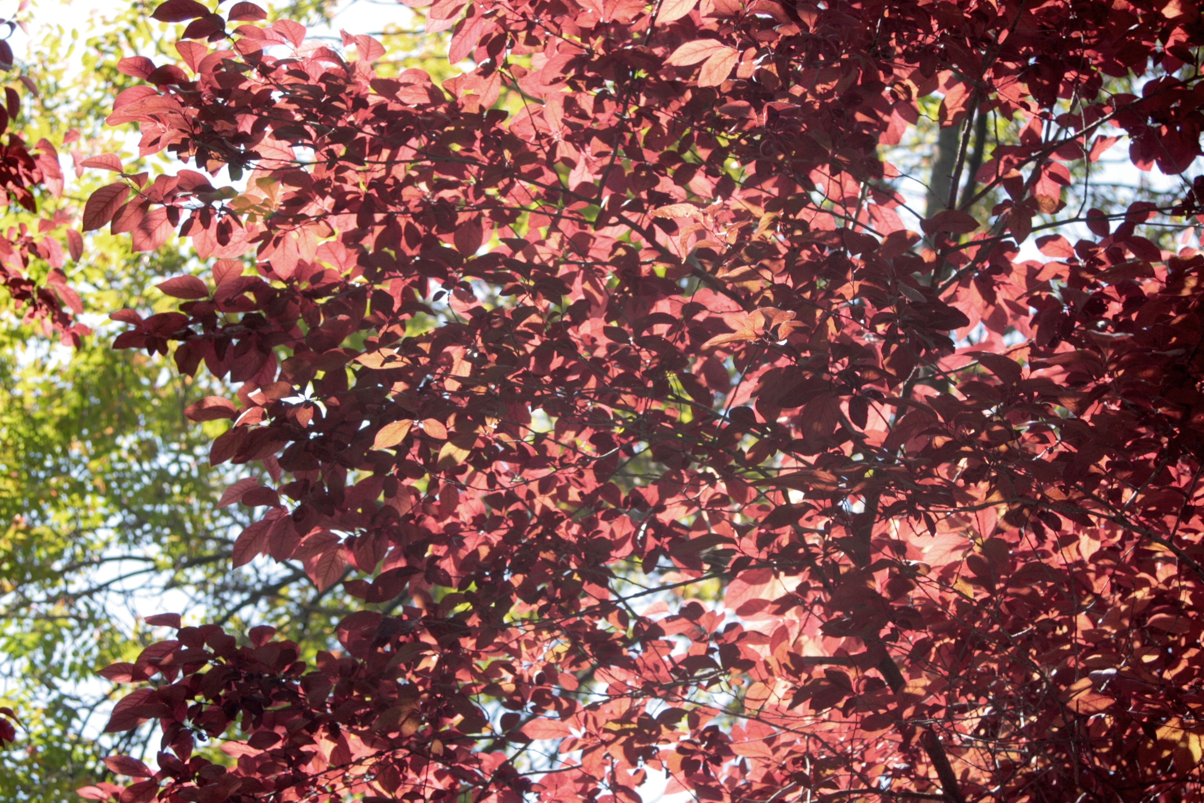 20090403132257.jpg