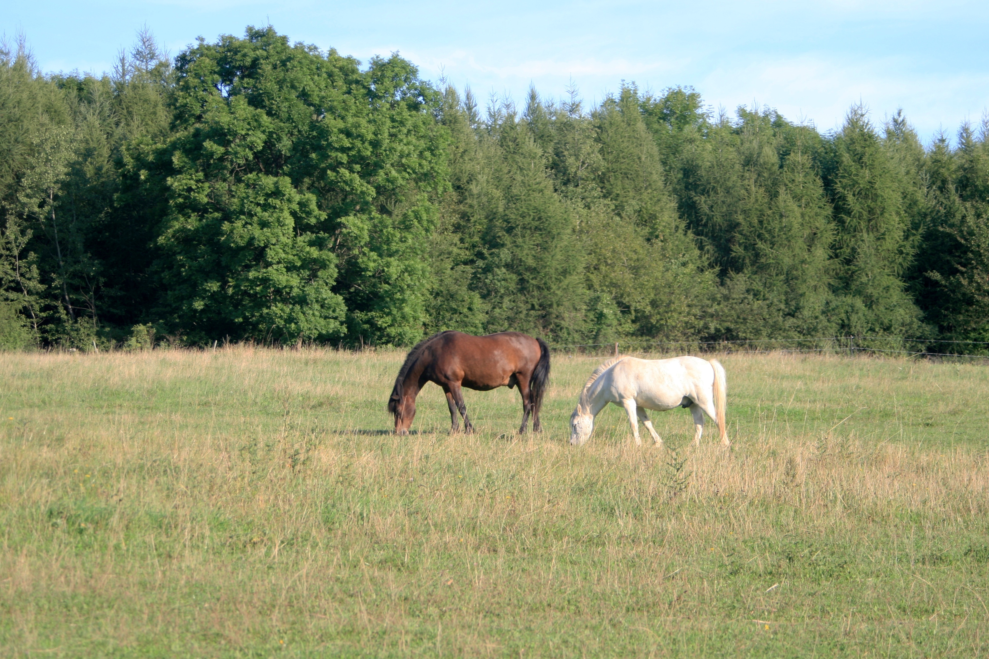 20100821072320.jpg