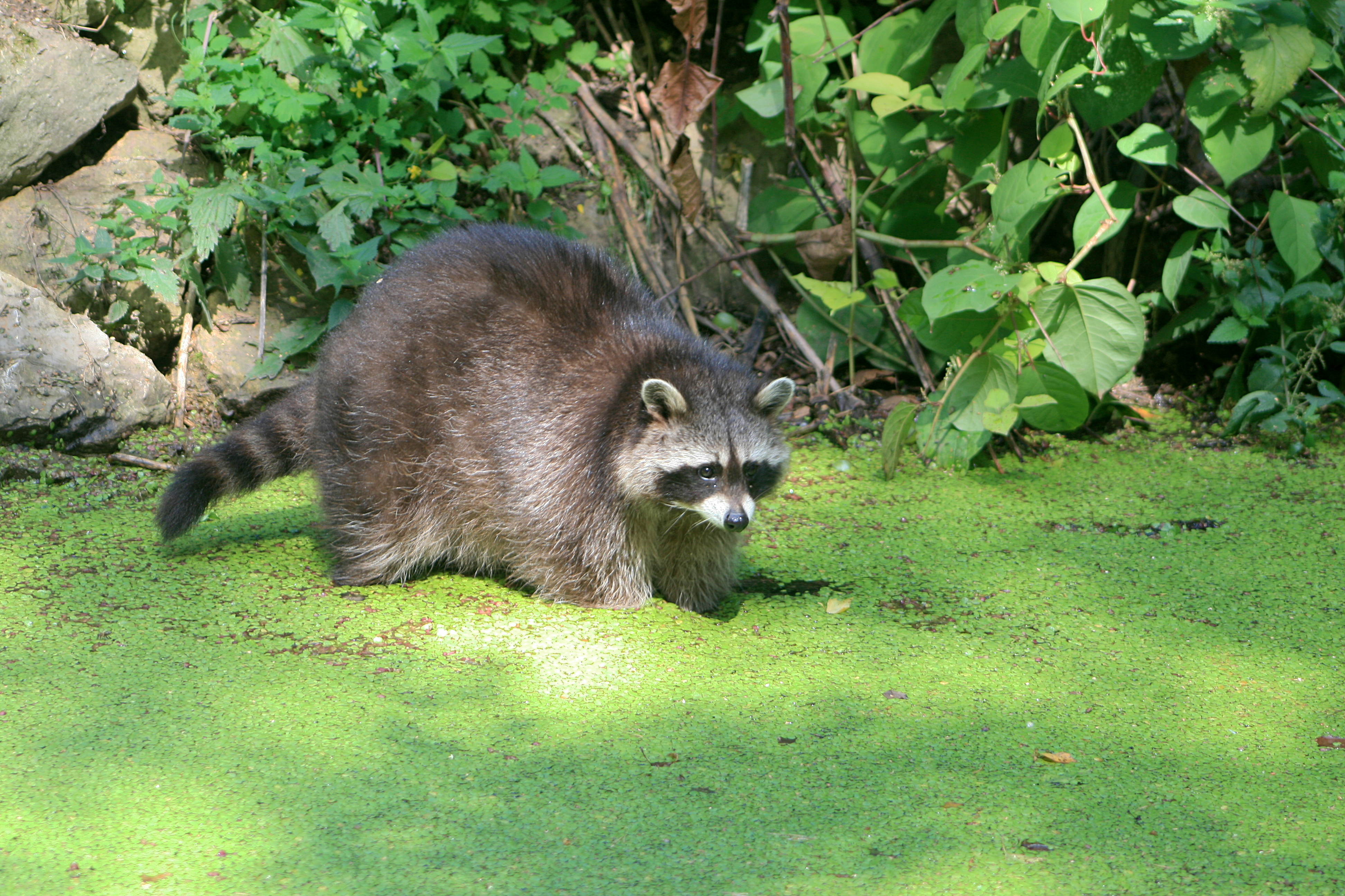 20100821115141.jpg