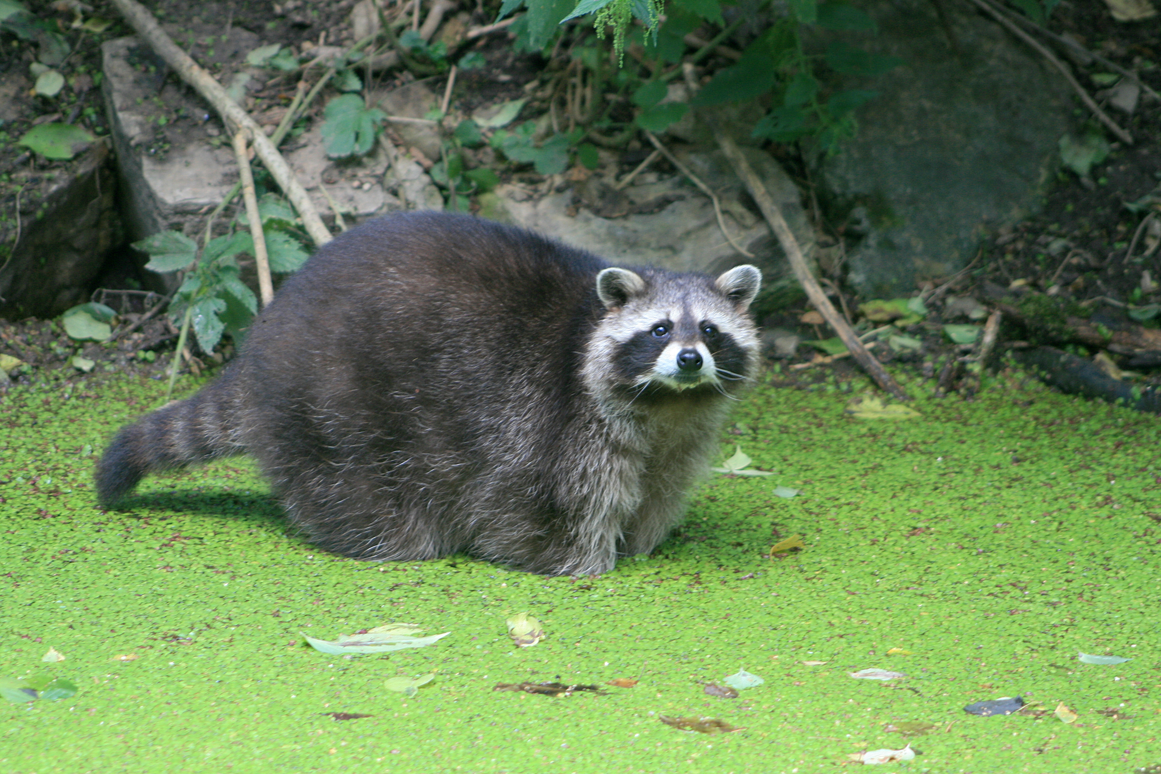 20100821115514.jpg