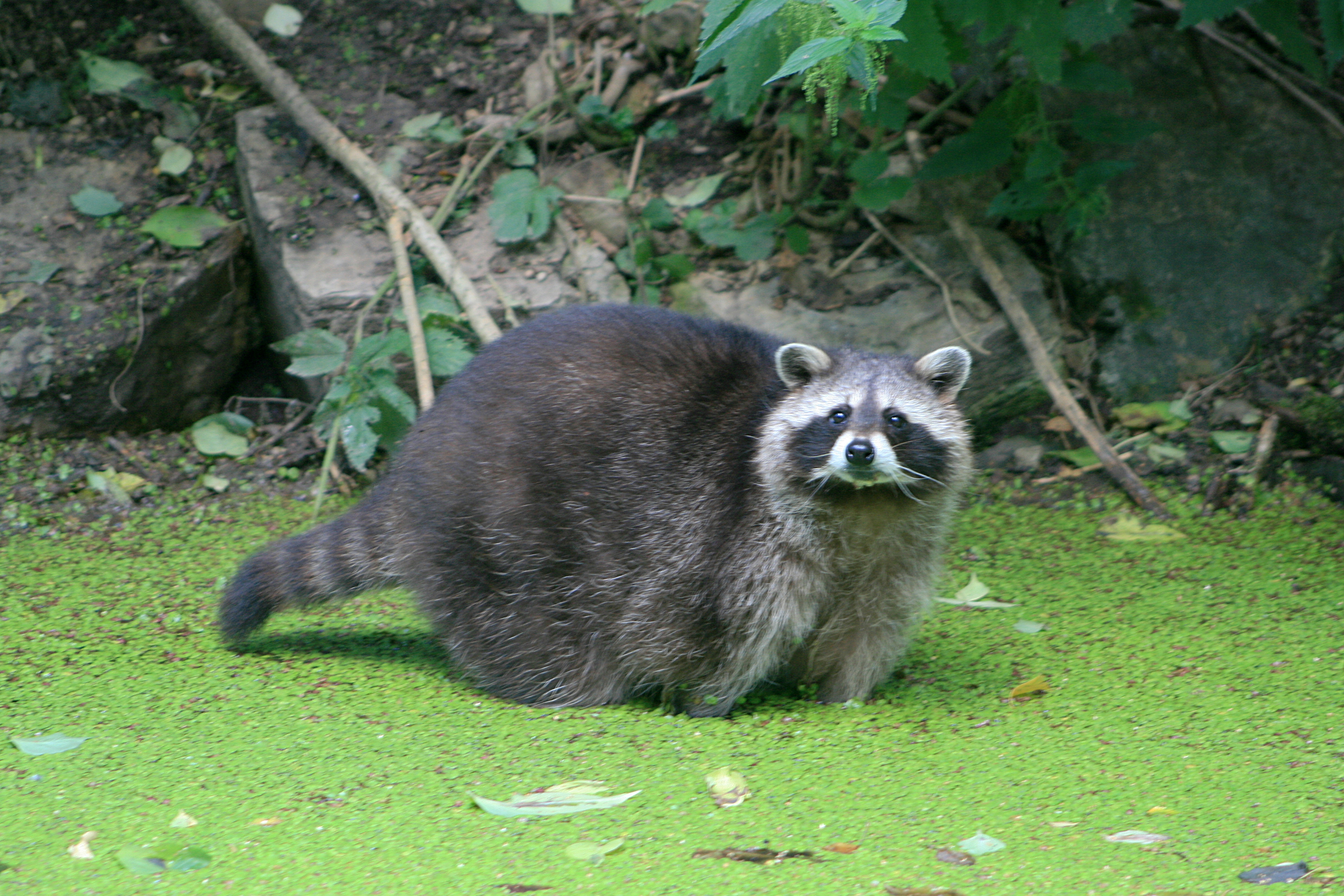 20100821115516.jpg