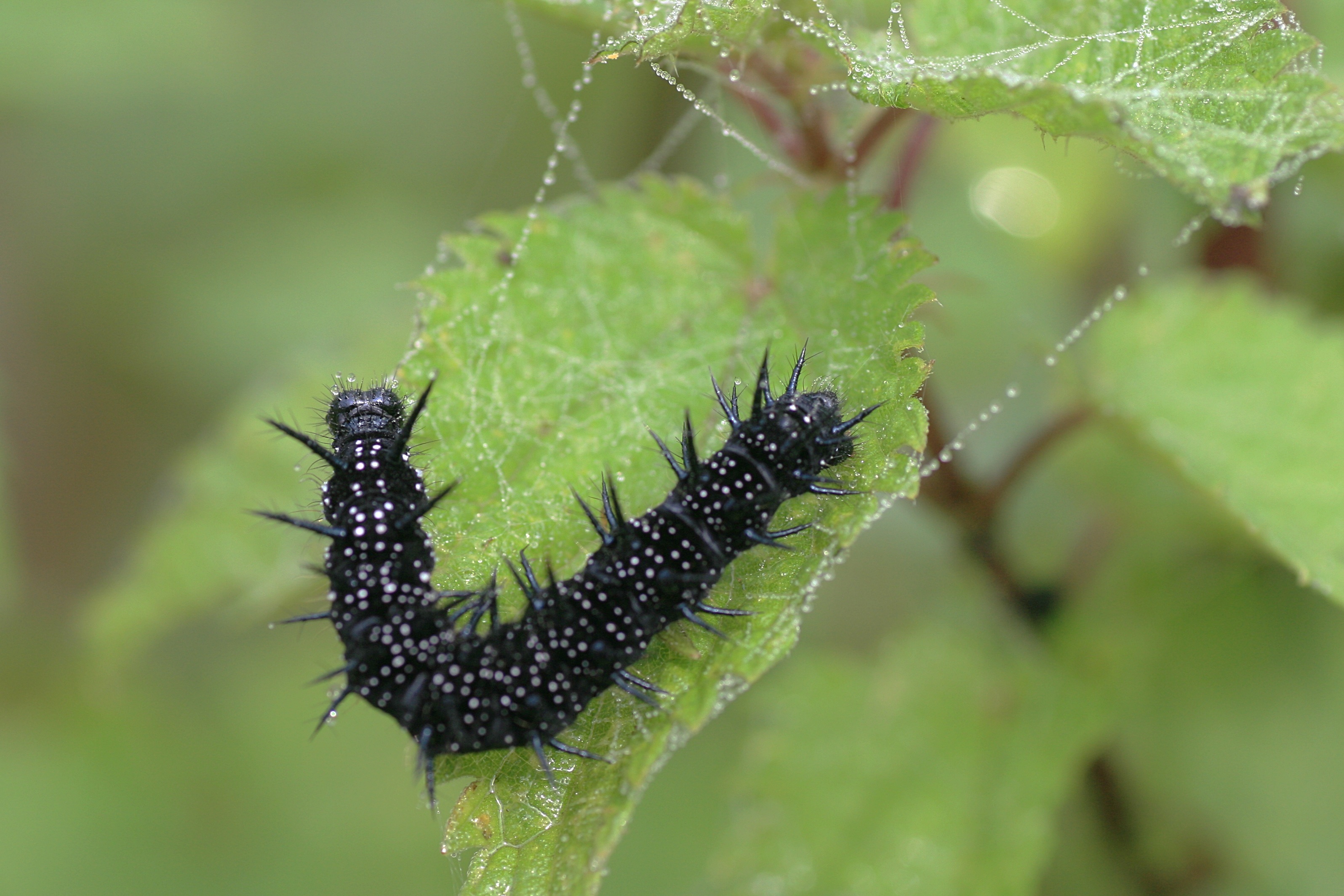 20100905083227.jpg