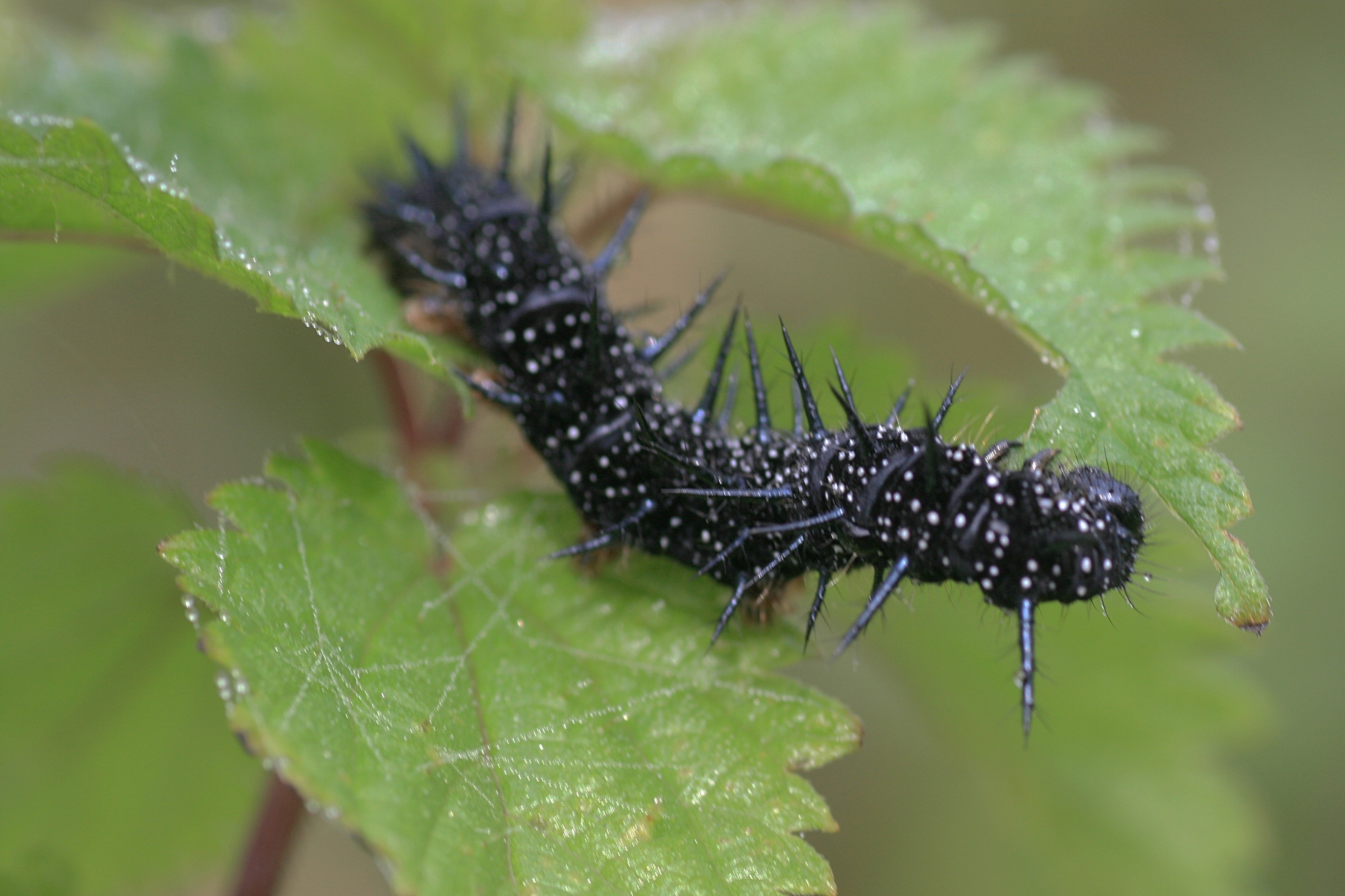 20100905083335.jpg