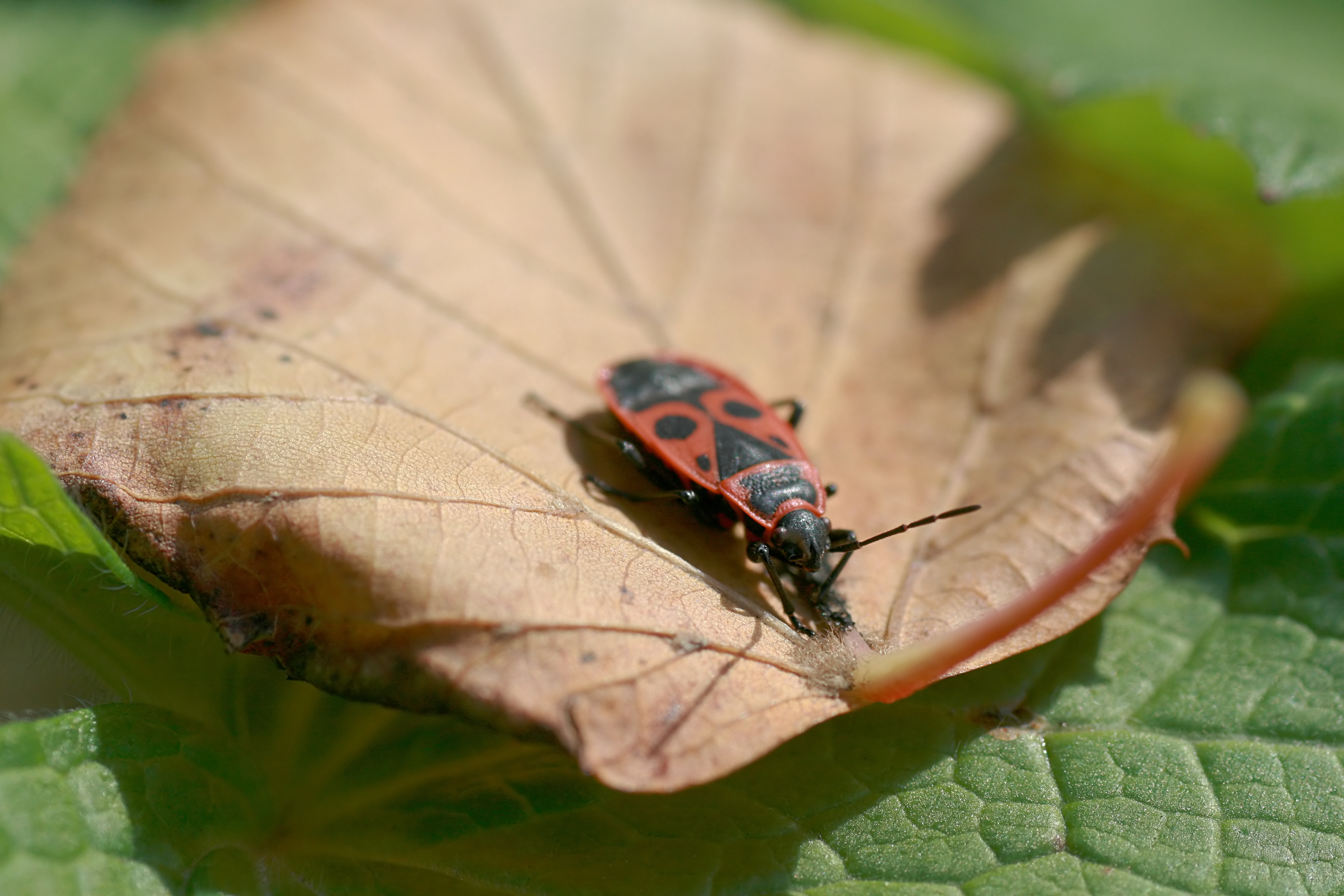 20101001112917.jpg