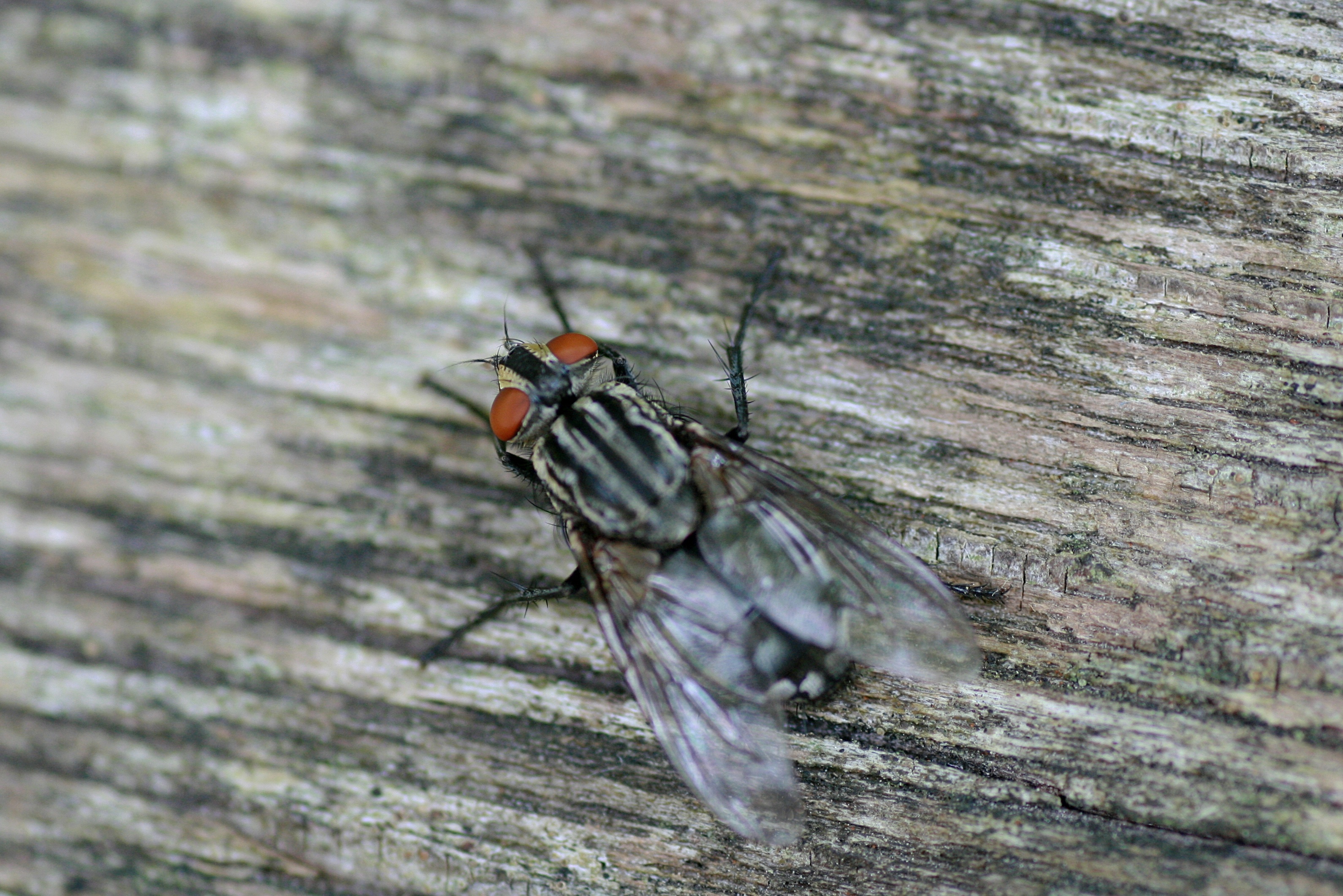 20101005154240.jpg