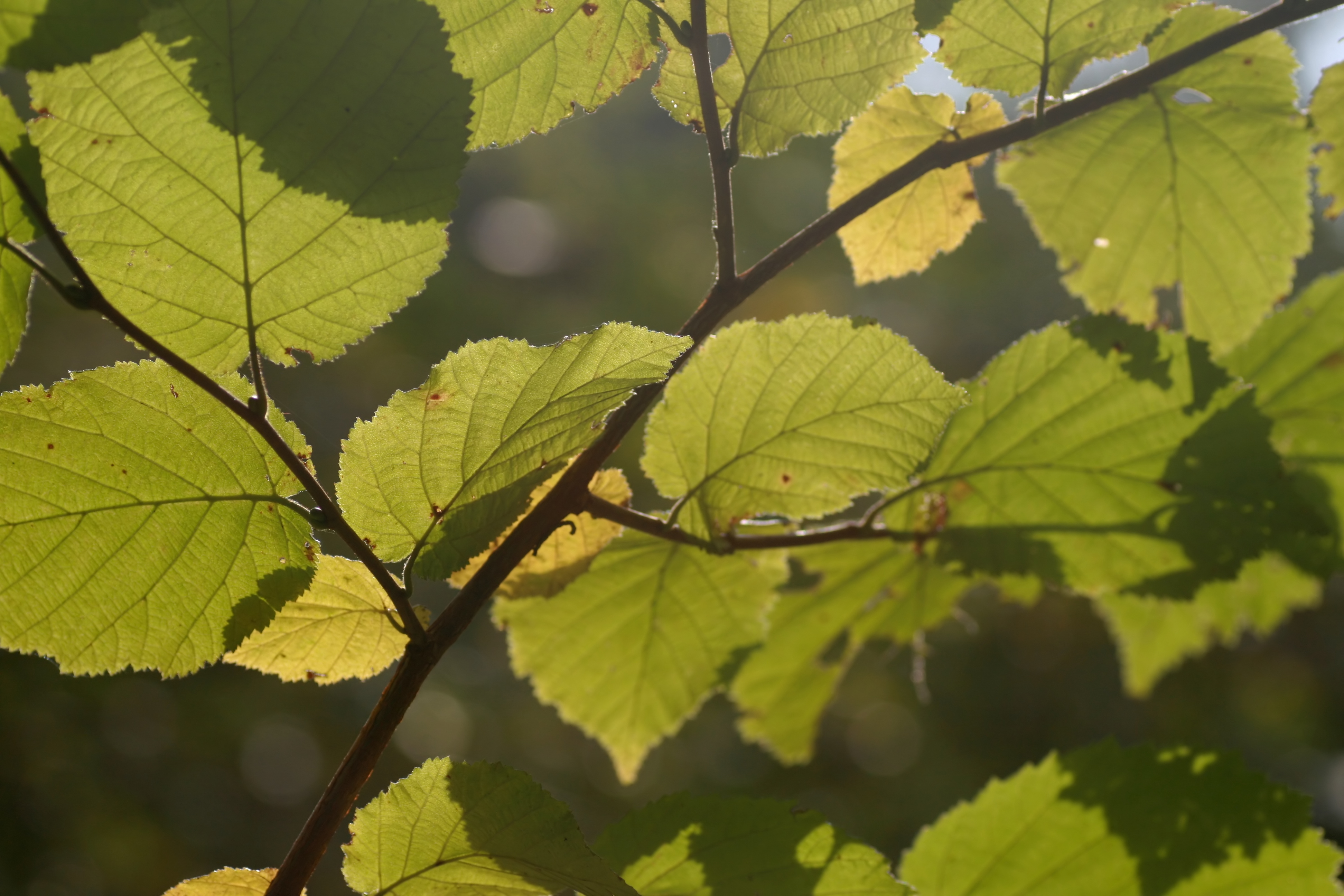 20101005154623.jpg